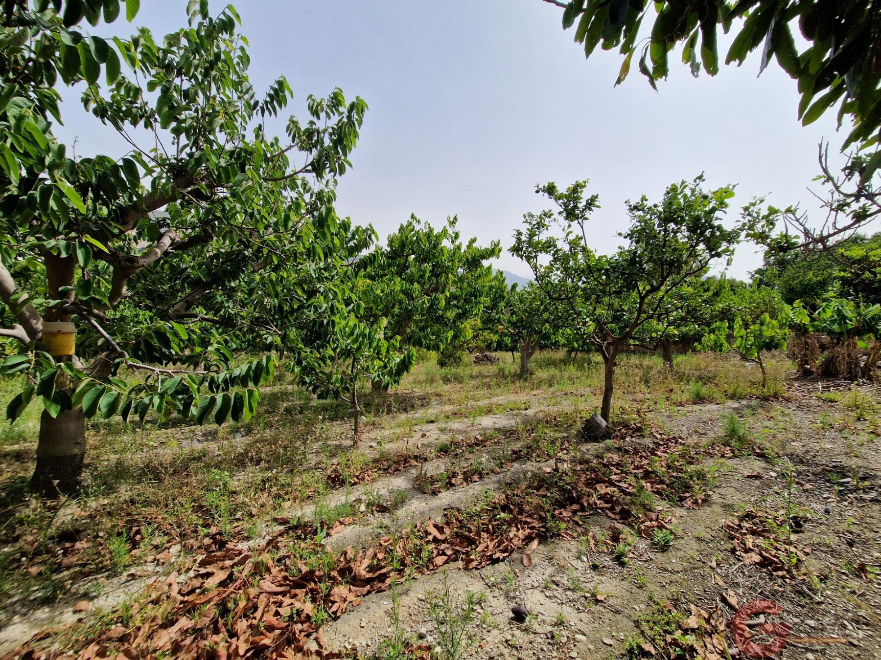 Venta de finca rústica en Lobres Venta de finca rústica en Lobres