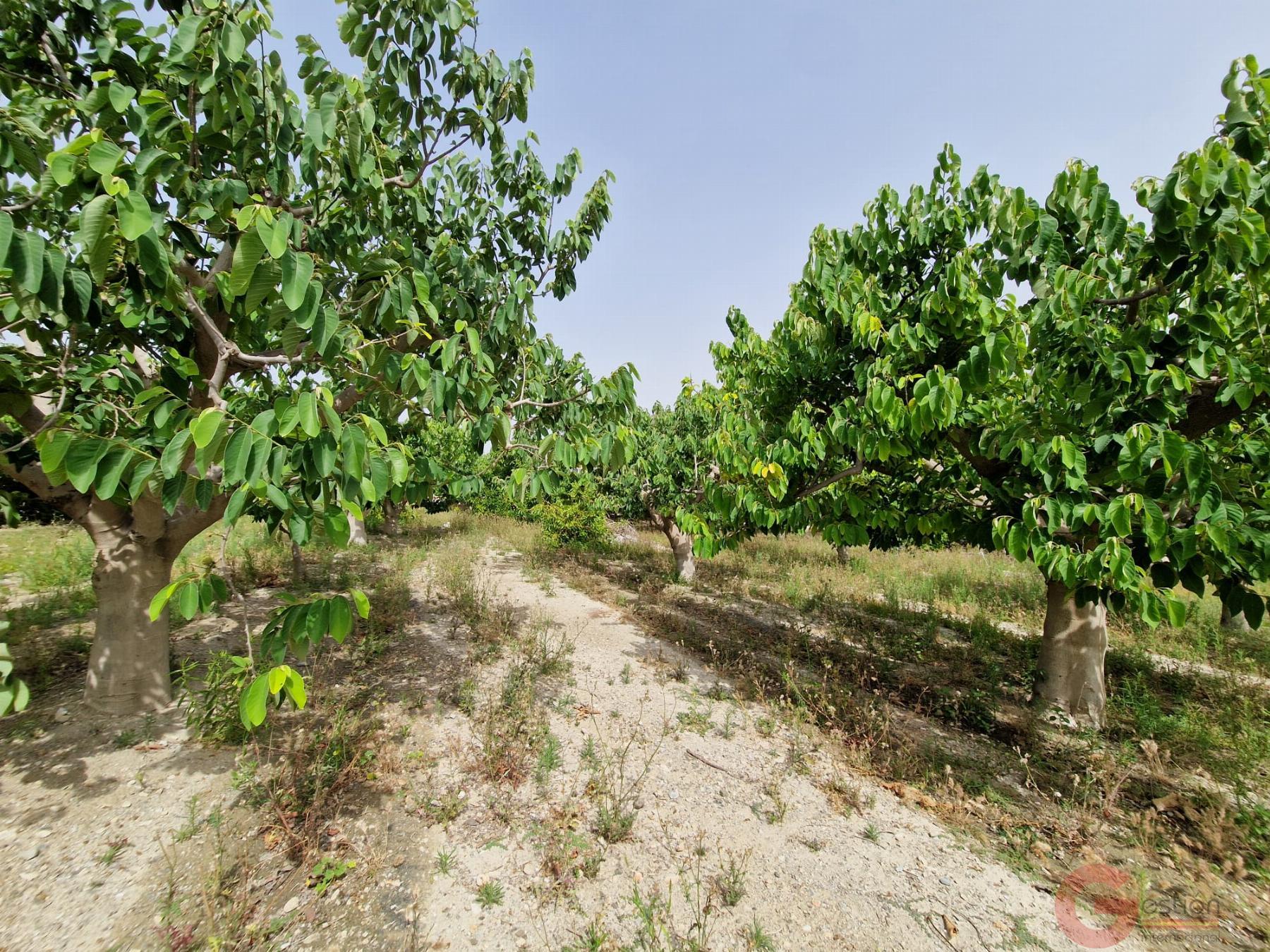 Venta de finca rústica en Lobres Venta de finca rústica en Lobres