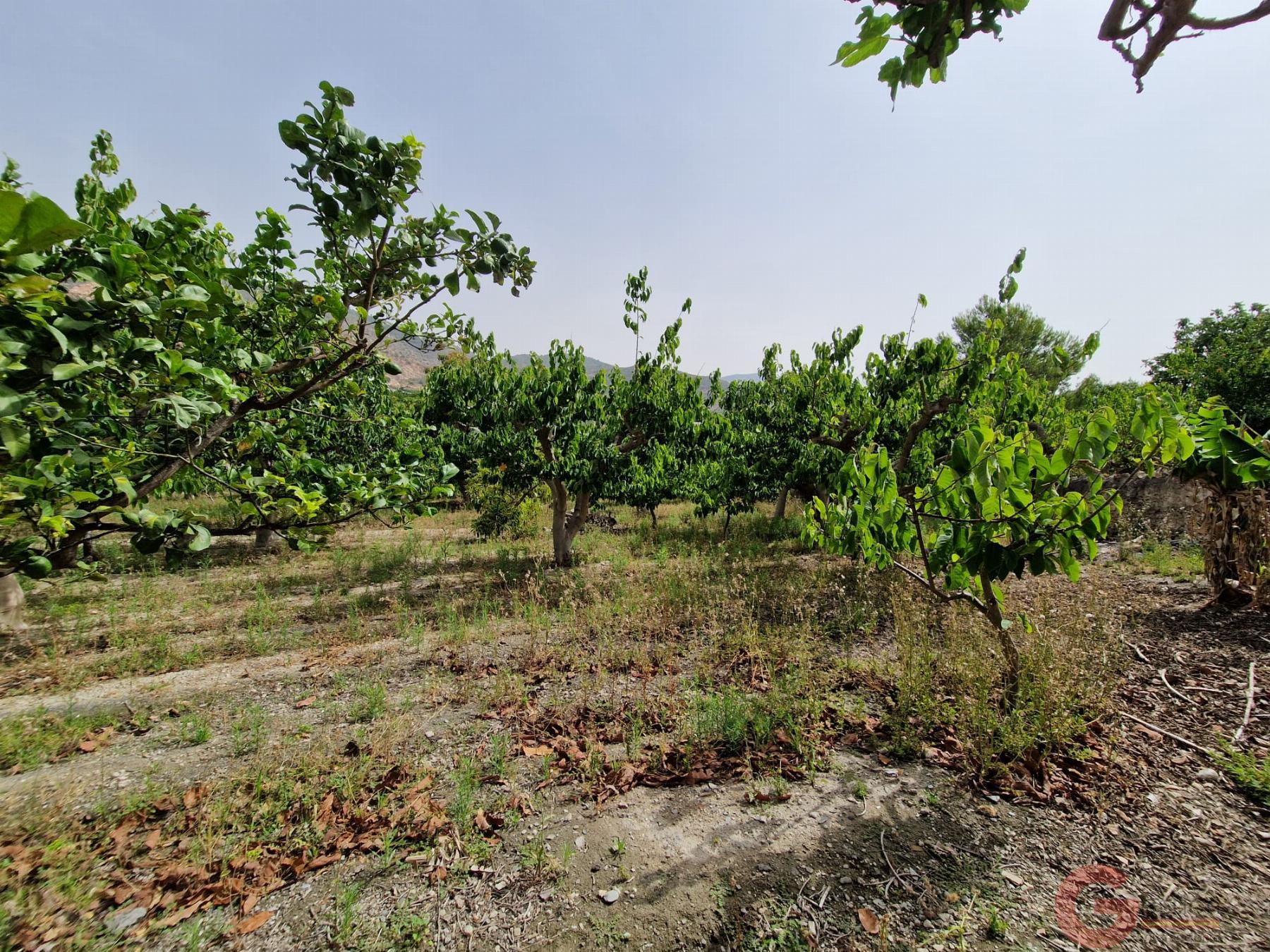 Venta de finca rústica en Lobres Venta de finca rústica en Lobres