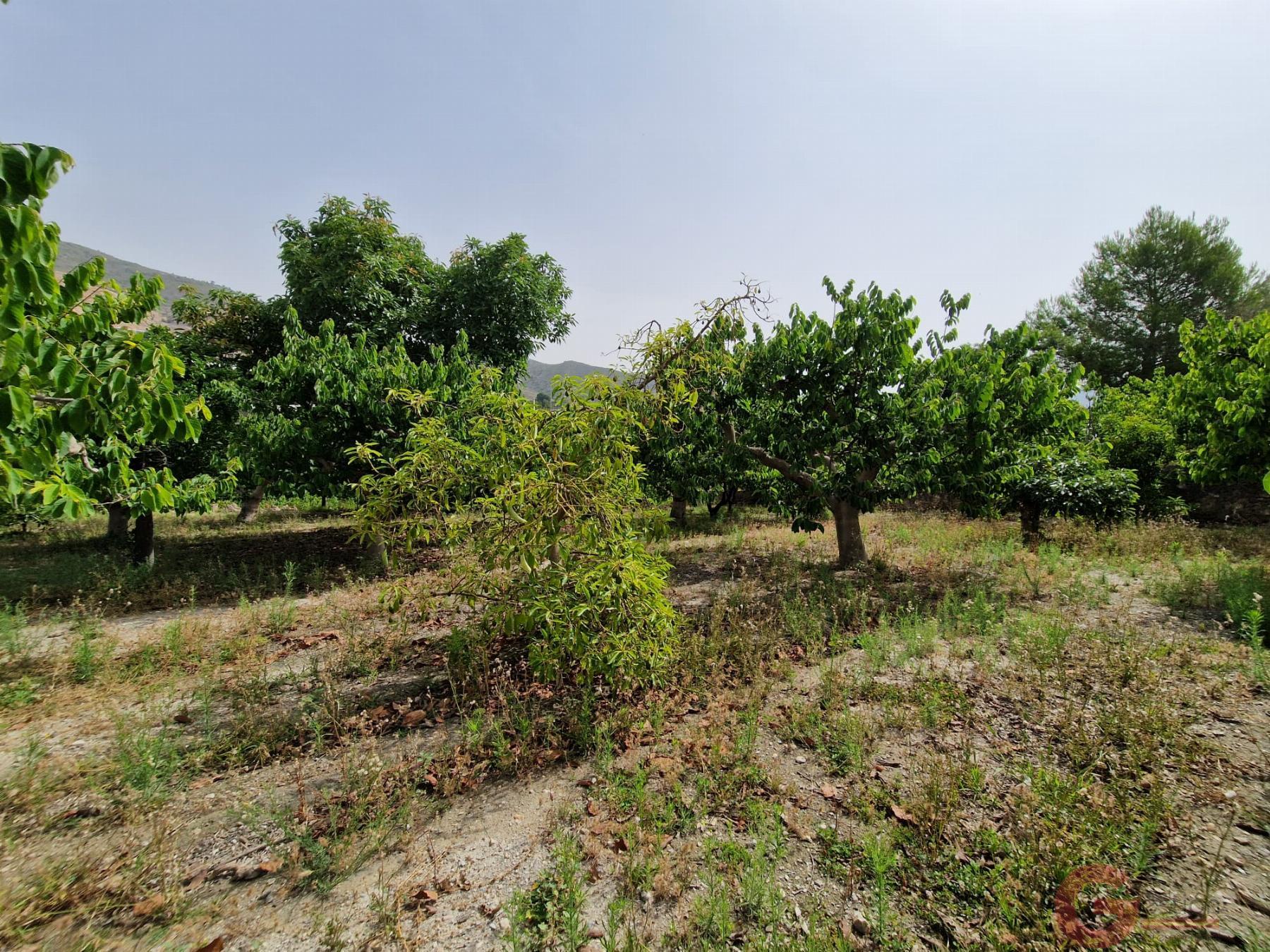 Venta de finca rústica en Lobres Venta de finca rústica en Lobres