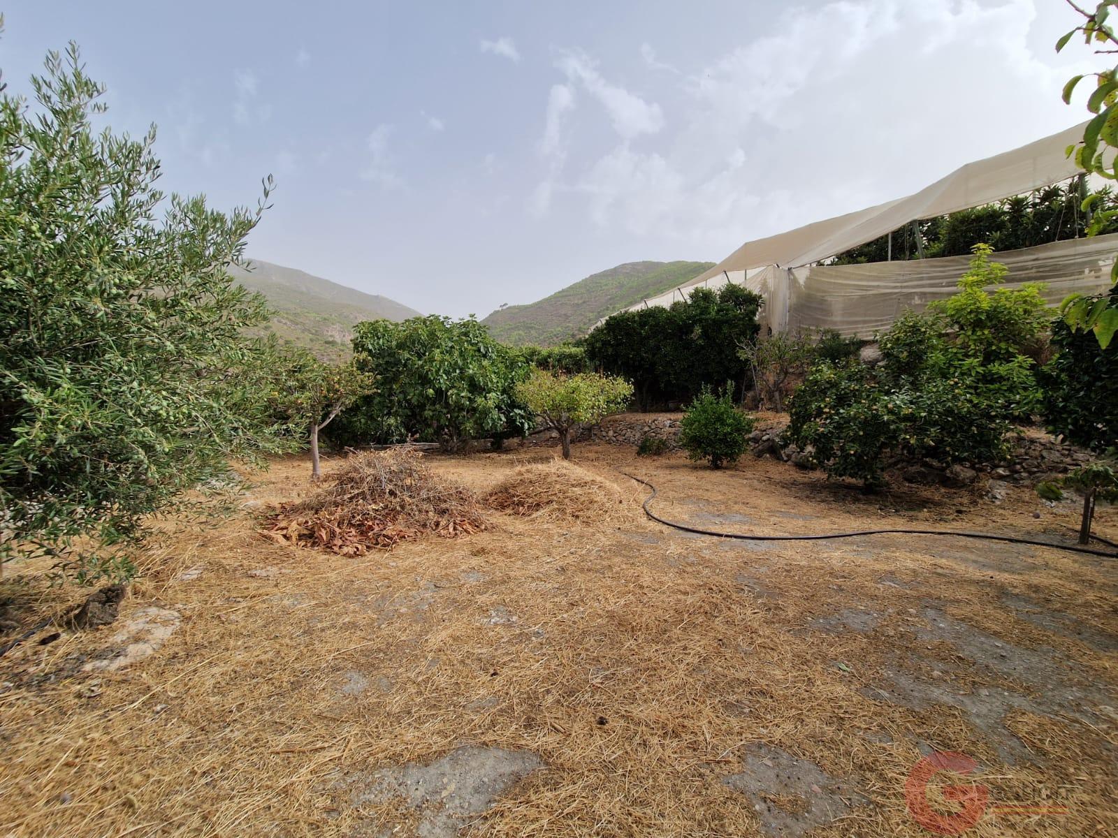 Venta de finca rústica en Itrabo Venta de finca rústica en Itrabo