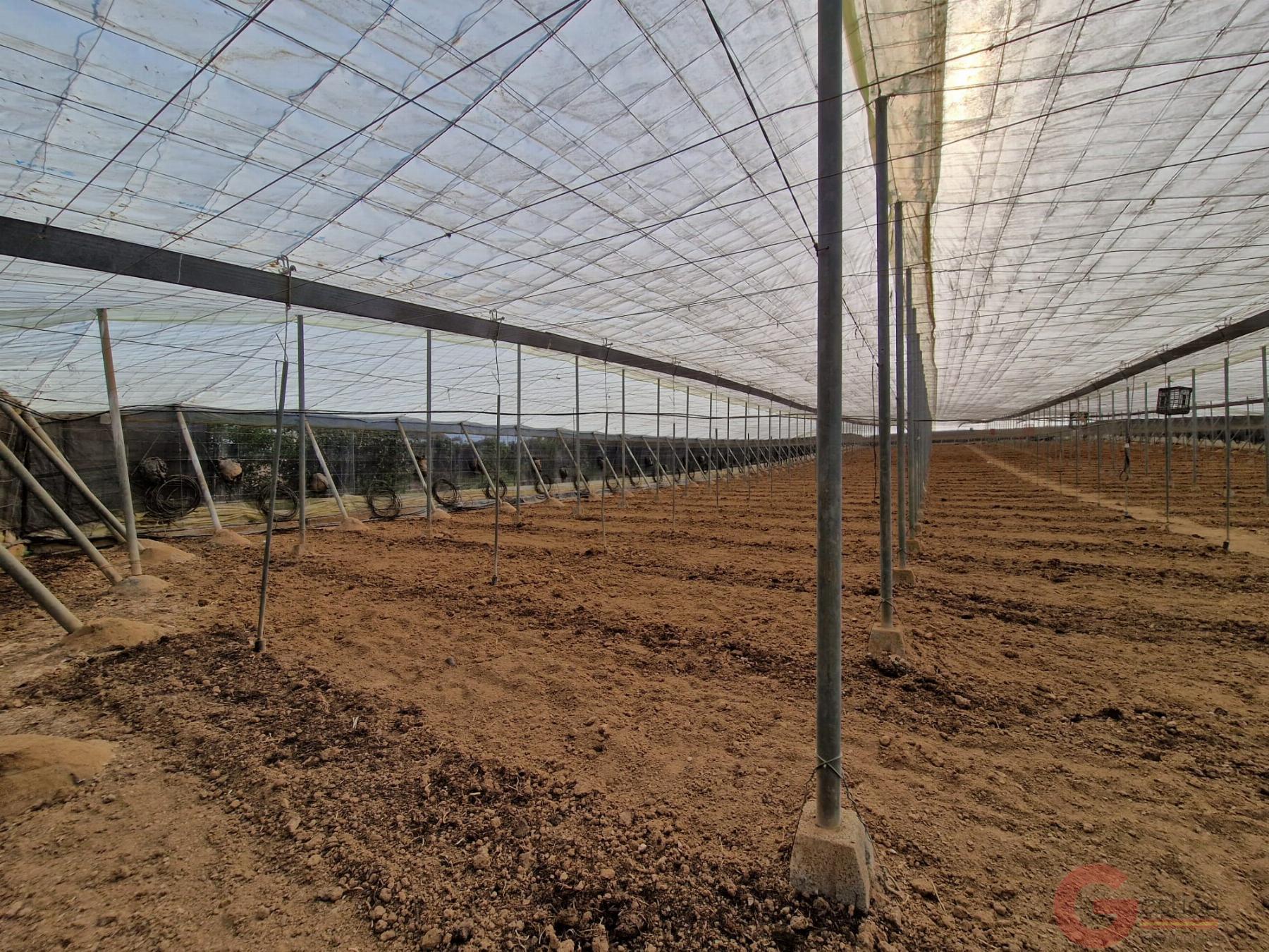 Venta de finca rústica en Molvízar Venta de finca rústica en Molvízar