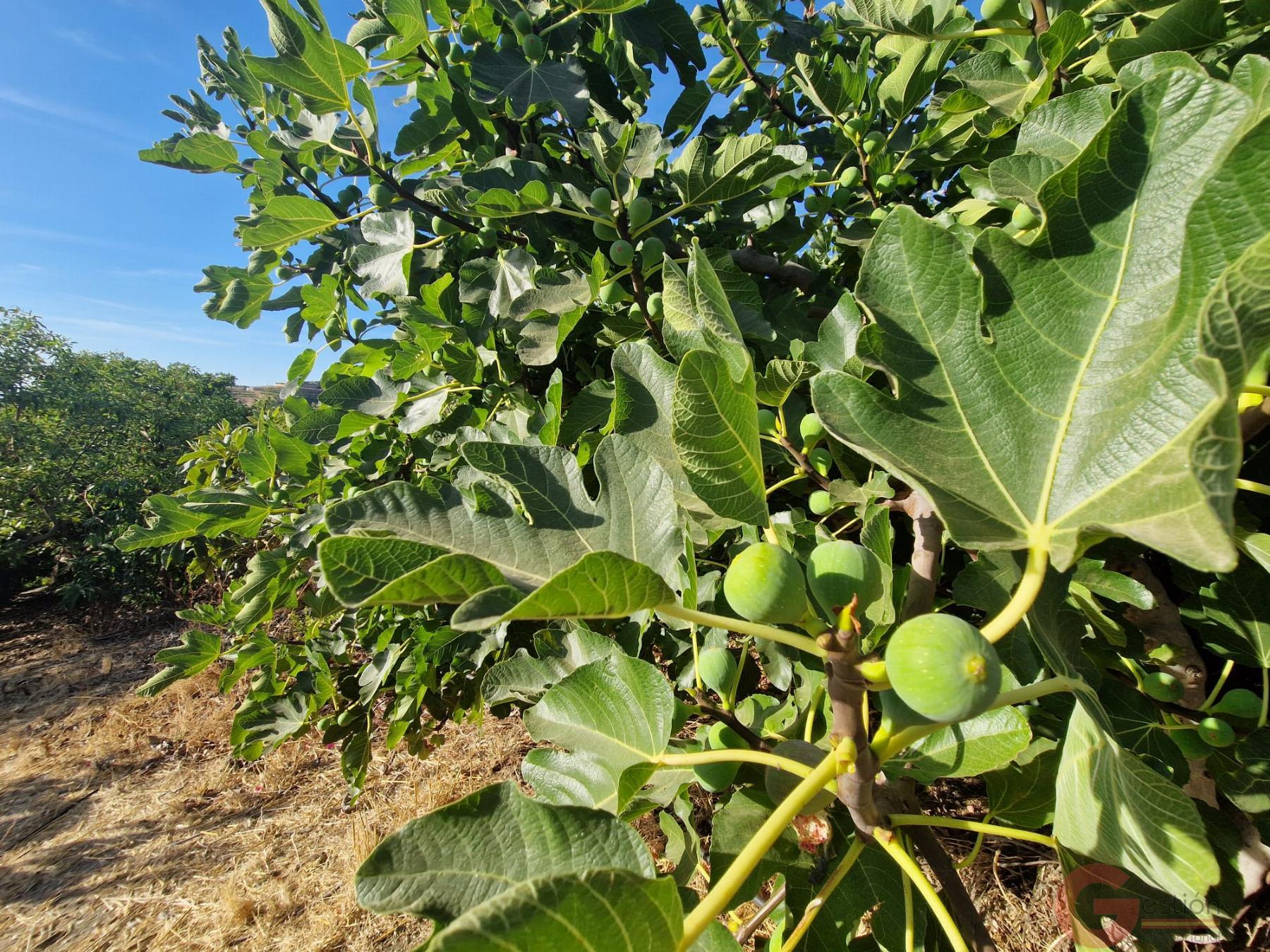 Venta de finca rústica en Salobreña Venta de finca rústica en Salobreña