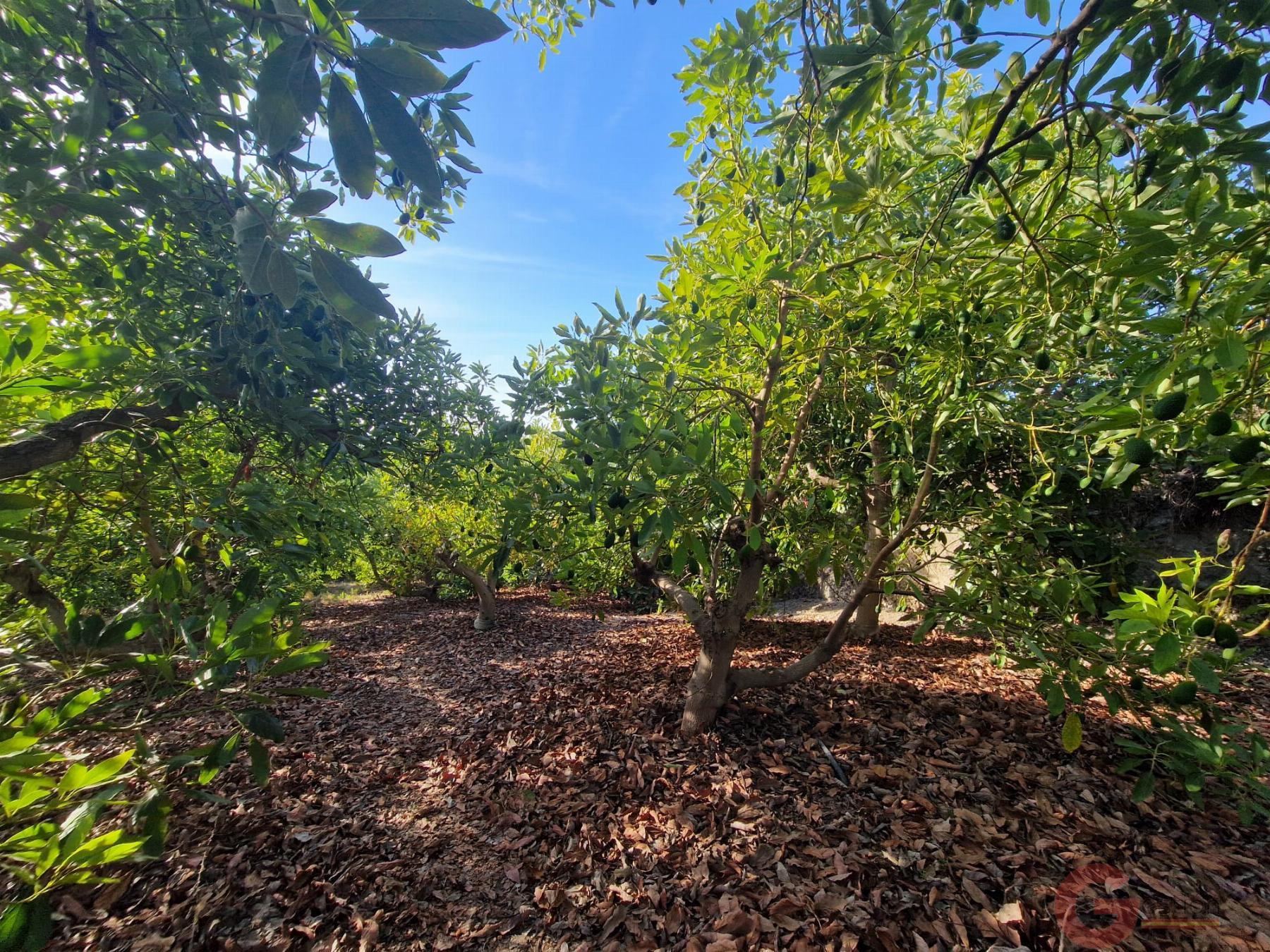 Venta de finca rústica en Salobreña Venta de finca rústica en Salobreña