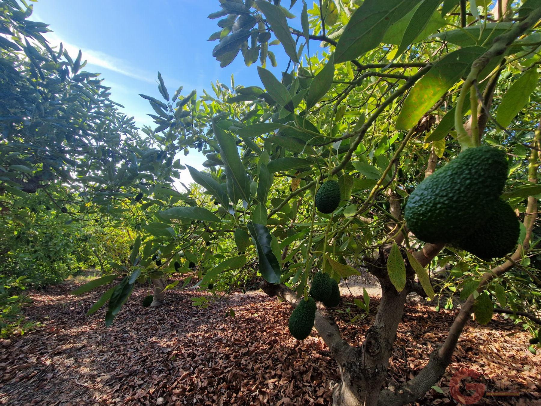 Venta de finca rústica en Salobreña Venta de finca rústica en Salobreña