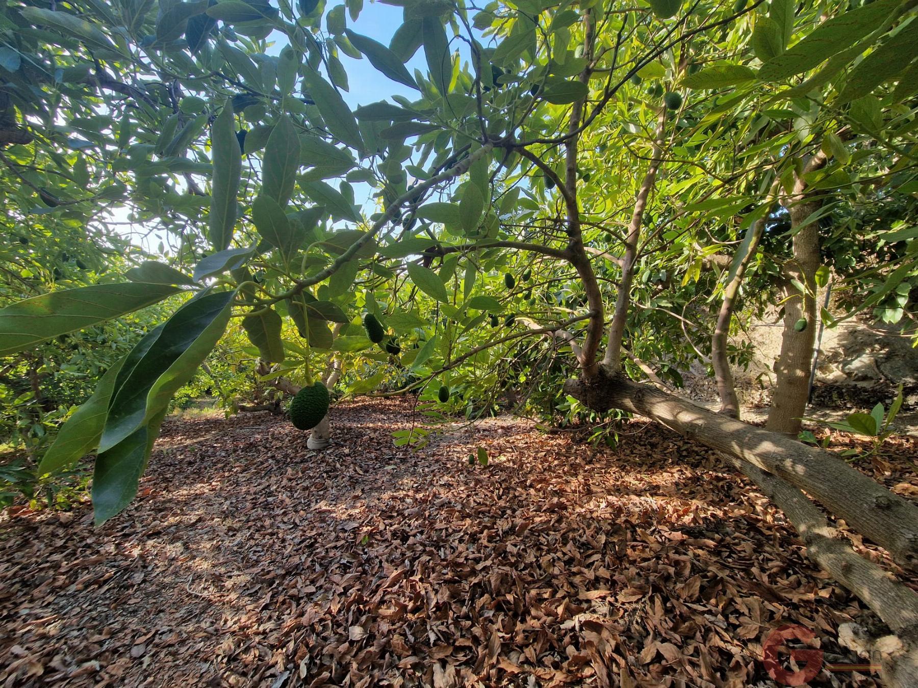 Venta de finca rústica en Salobreña Venta de finca rústica en Salobreña