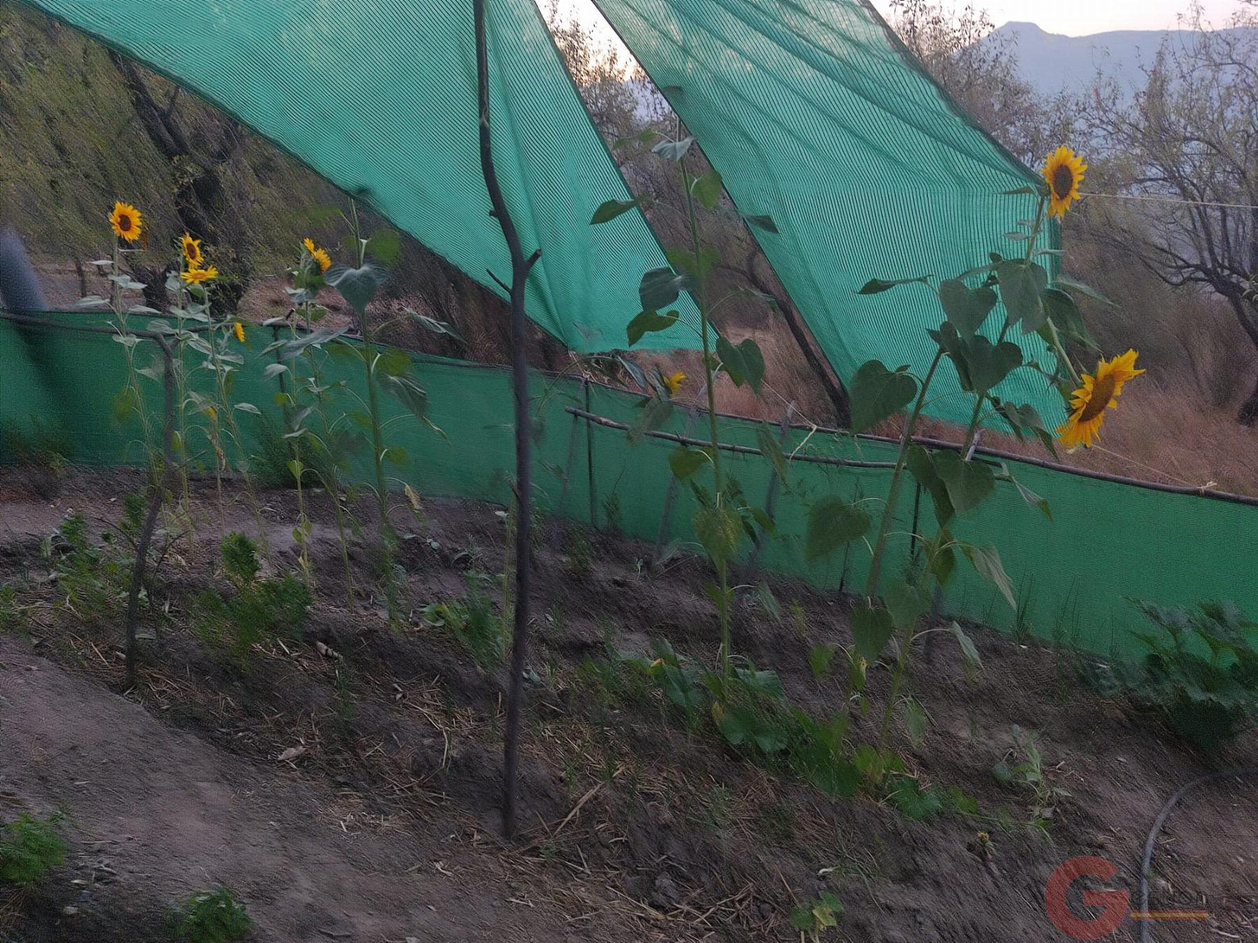 Venta de finca rústica en Guájar Fondón Venta de finca rústica en Guájar Fondón