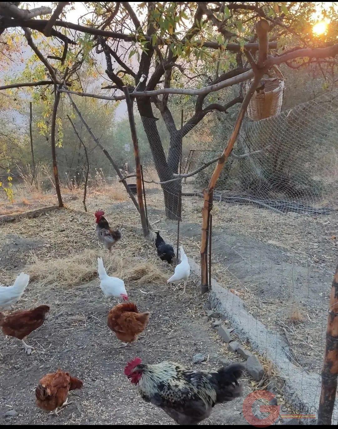 Venta de finca rústica en Guájar Fondón Venta de finca rústica en Guájar Fondón