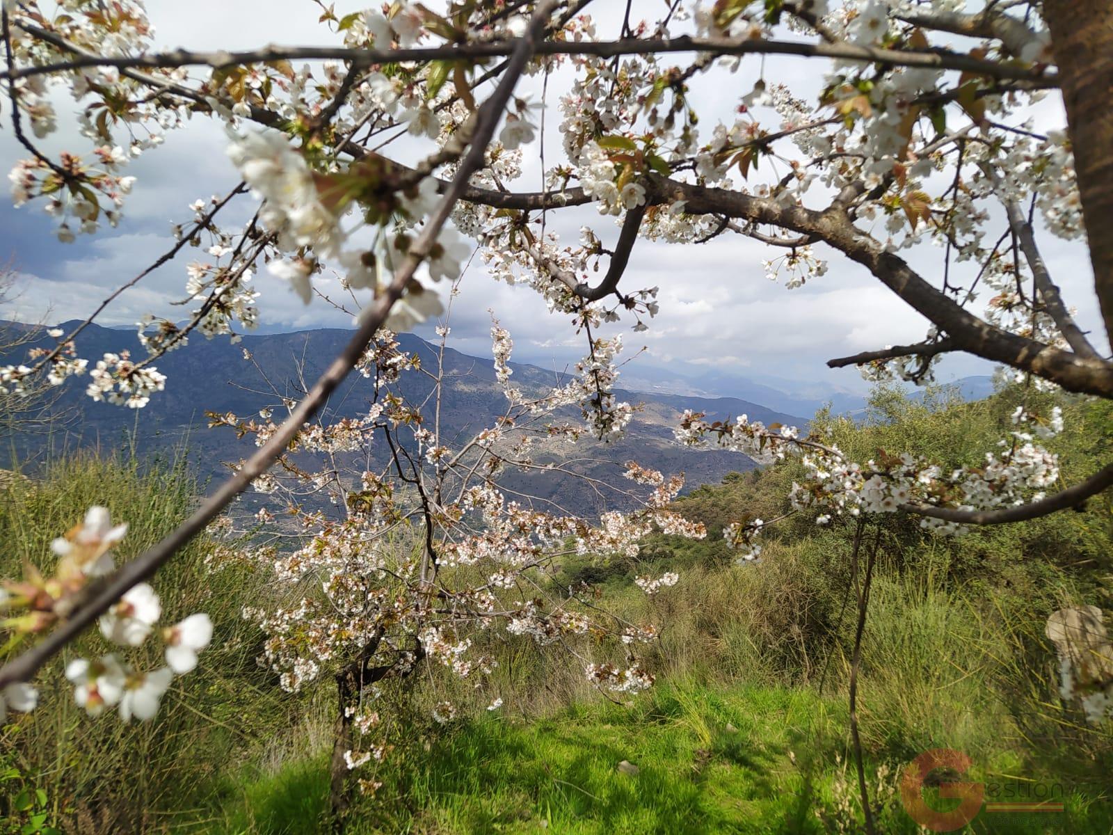 Venta de finca rústica en Guájar Fondón Venta de finca rústica en Guájar Fondón