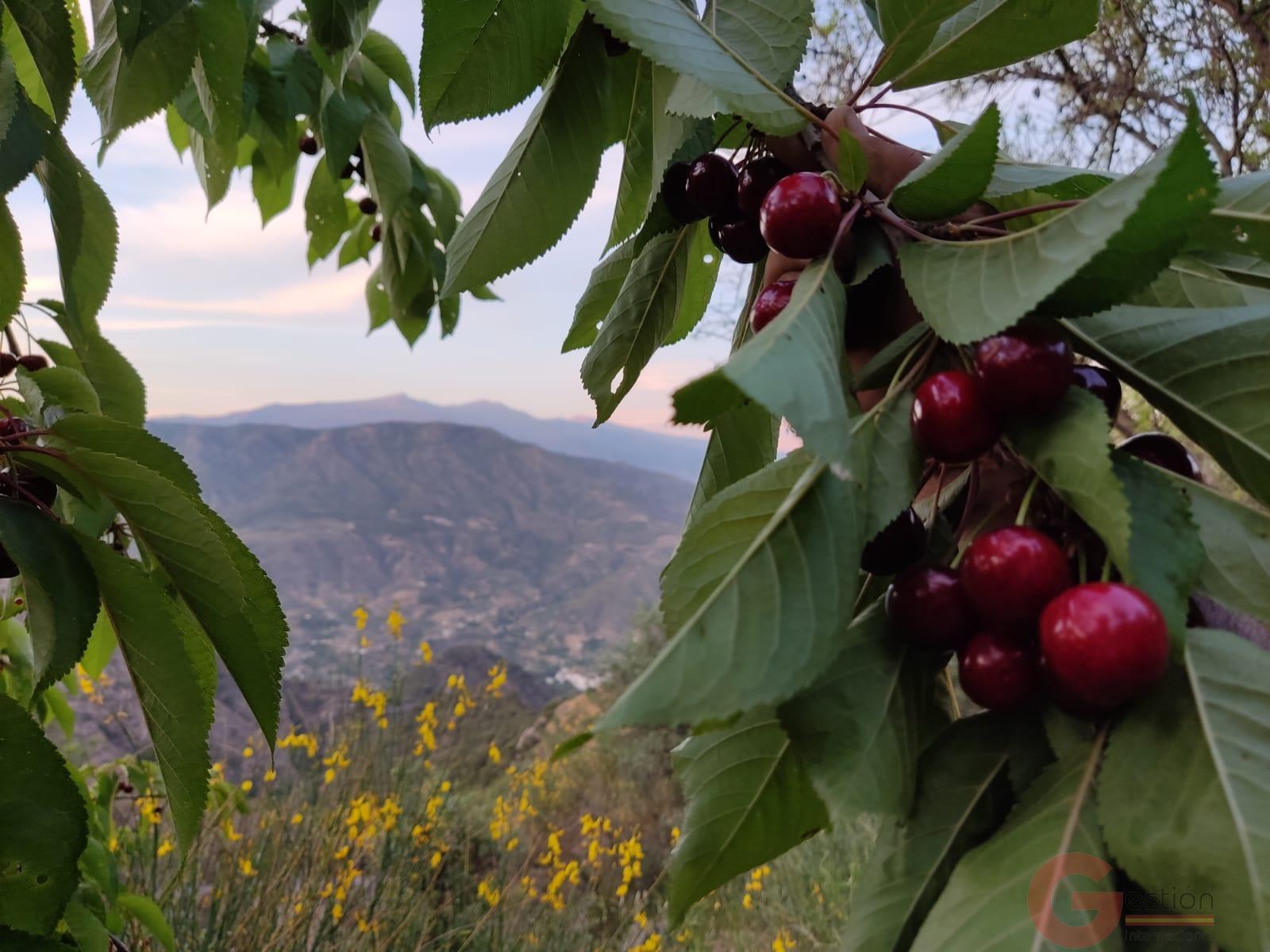 Venta de finca rústica en Guájar Fondón Venta de finca rústica en Guájar Fondón