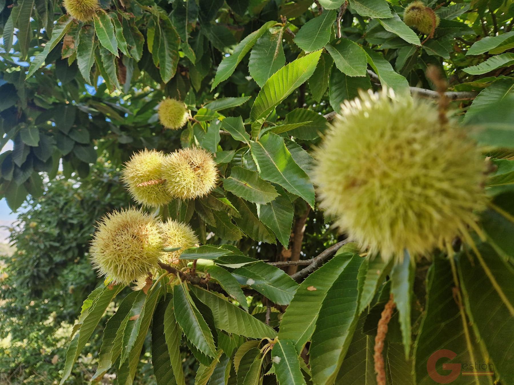 Venta de finca rústica en Guájar Fondón Venta de finca rústica en Guájar Fondón