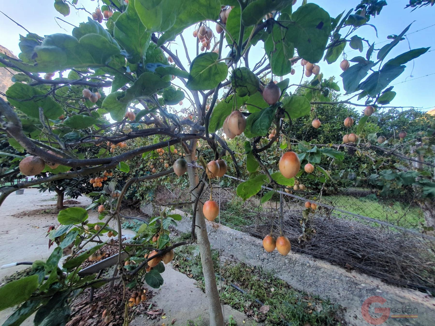 Venta de terreno en Vélez de Benaudalla Venta de terreno en Vélez de Benaudalla