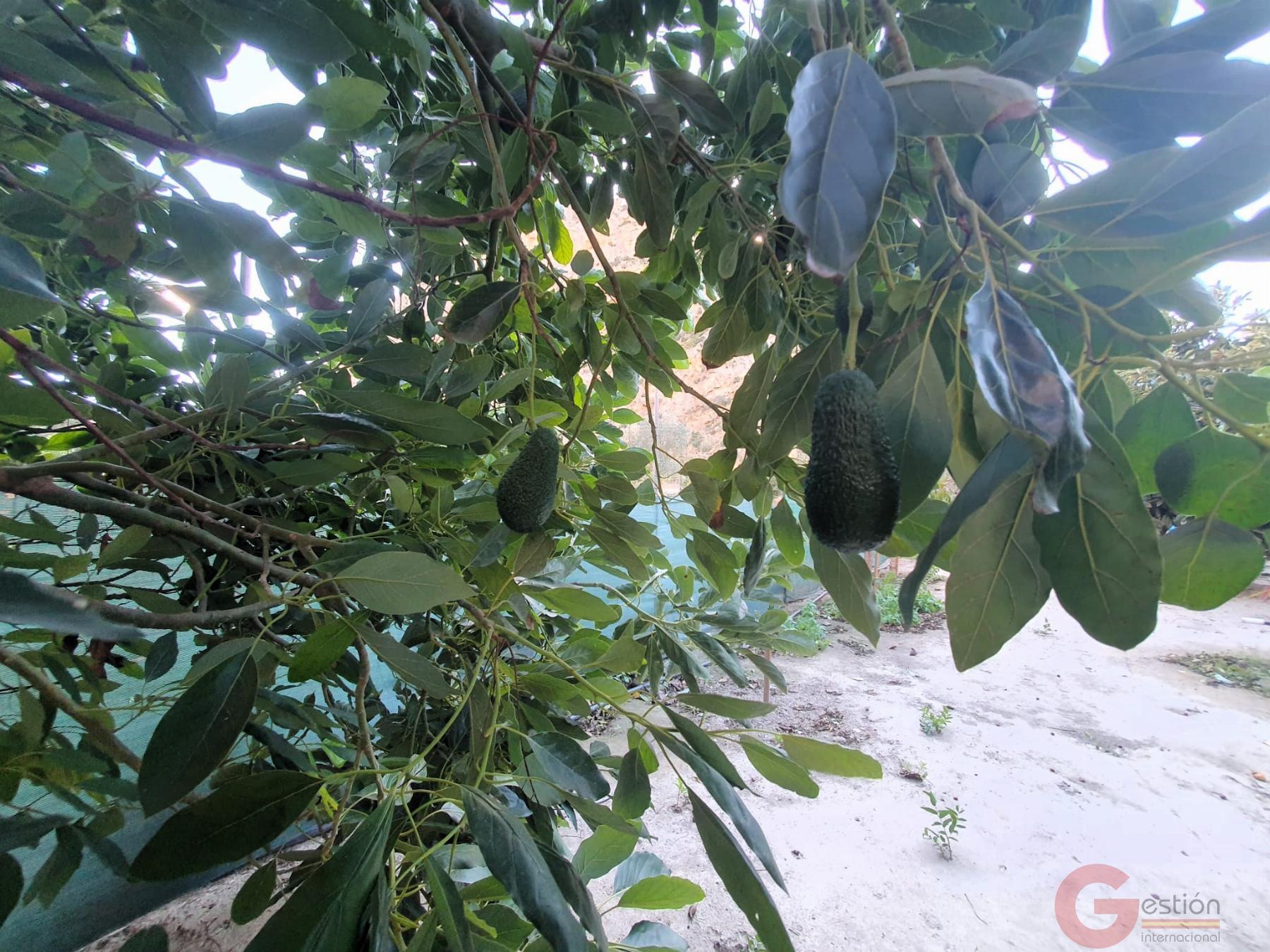 Venta de terreno en Vélez de Benaudalla Venta de terreno en Vélez de Benaudalla