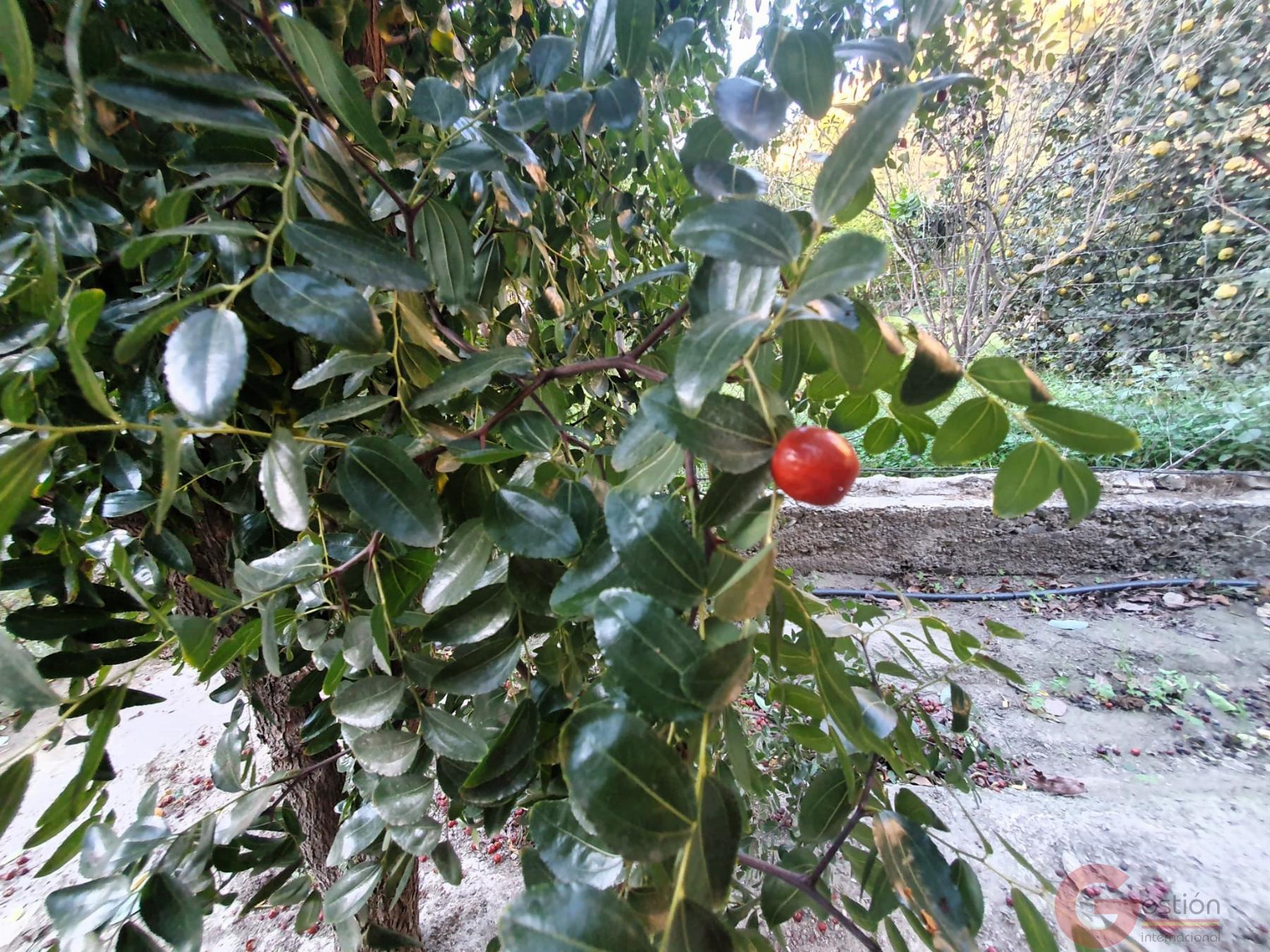 Venta de terreno en Vélez de Benaudalla Venta de terreno en Vélez de Benaudalla