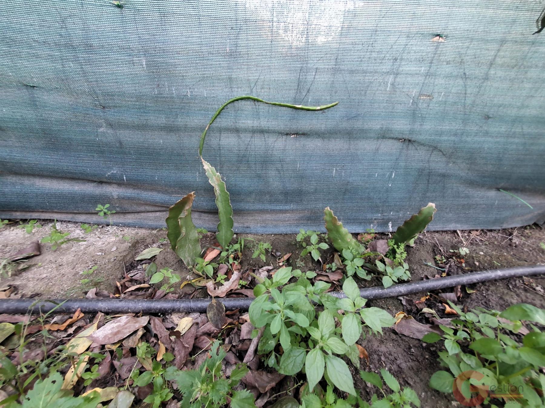 Venta de terreno en Vélez de Benaudalla Venta de terreno en Vélez de Benaudalla