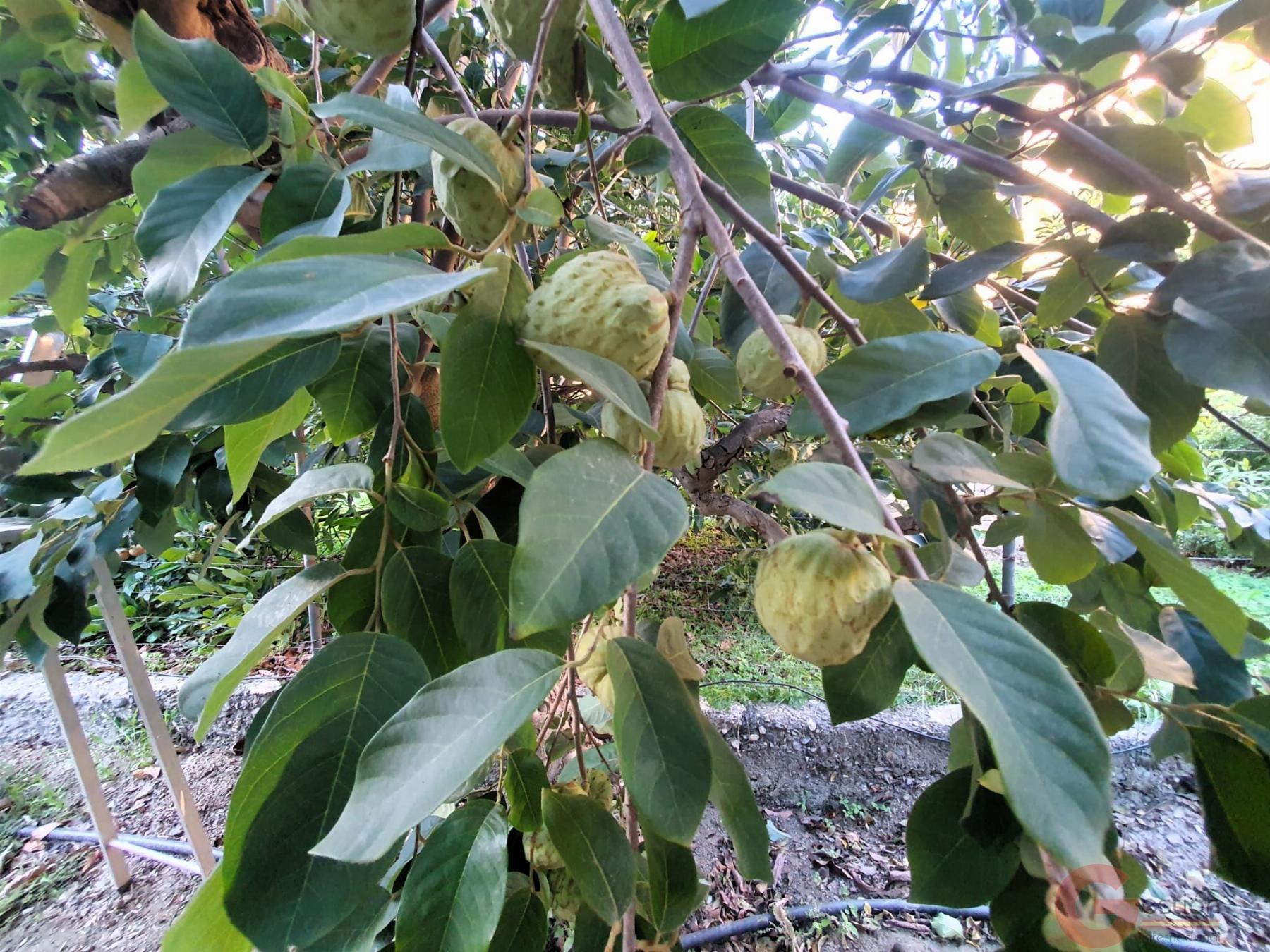 Venta de terreno en Vélez de Benaudalla Venta de terreno en Vélez de Benaudalla