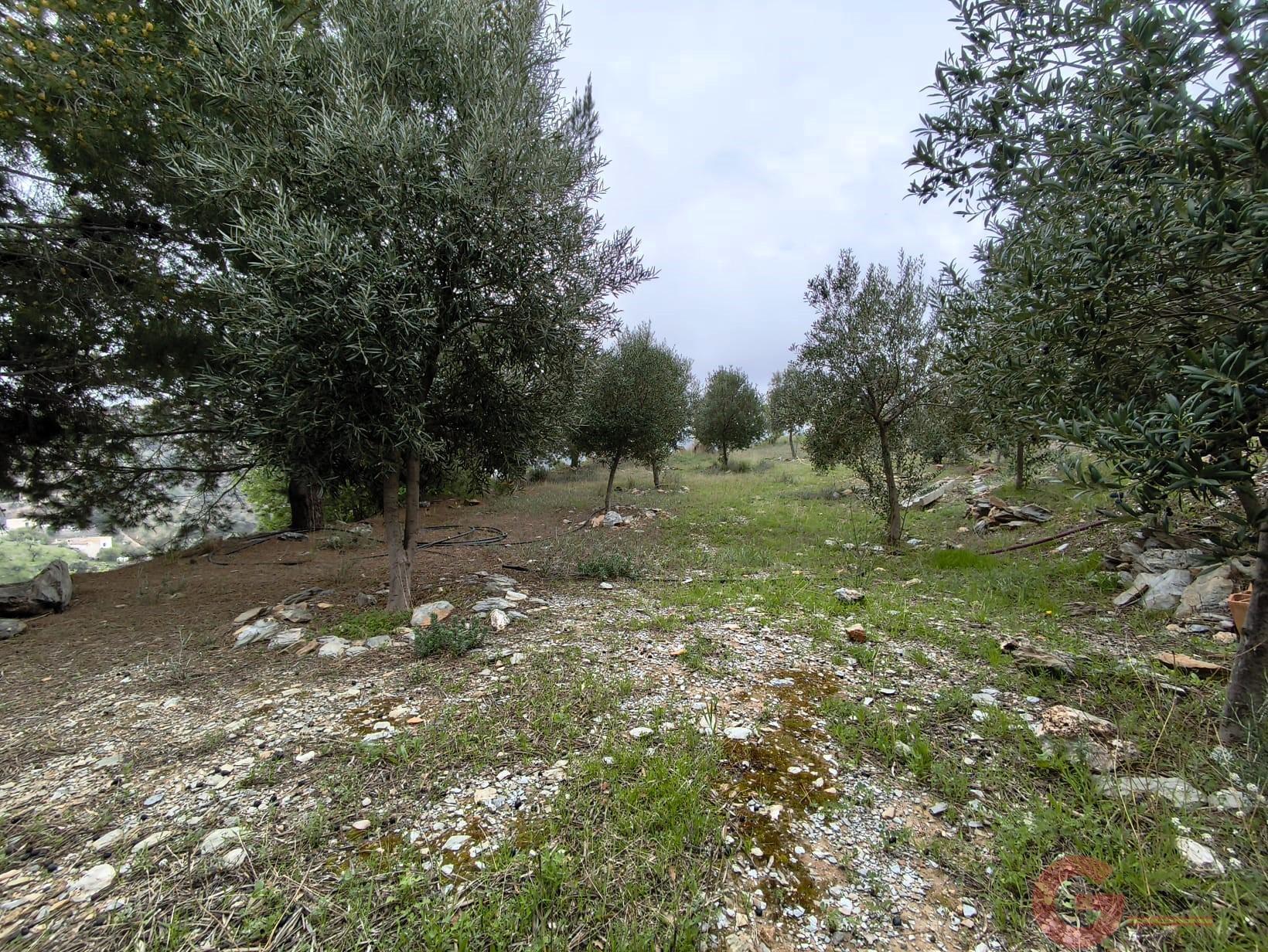 Venta de finca rústica en Vélez de Benaudalla