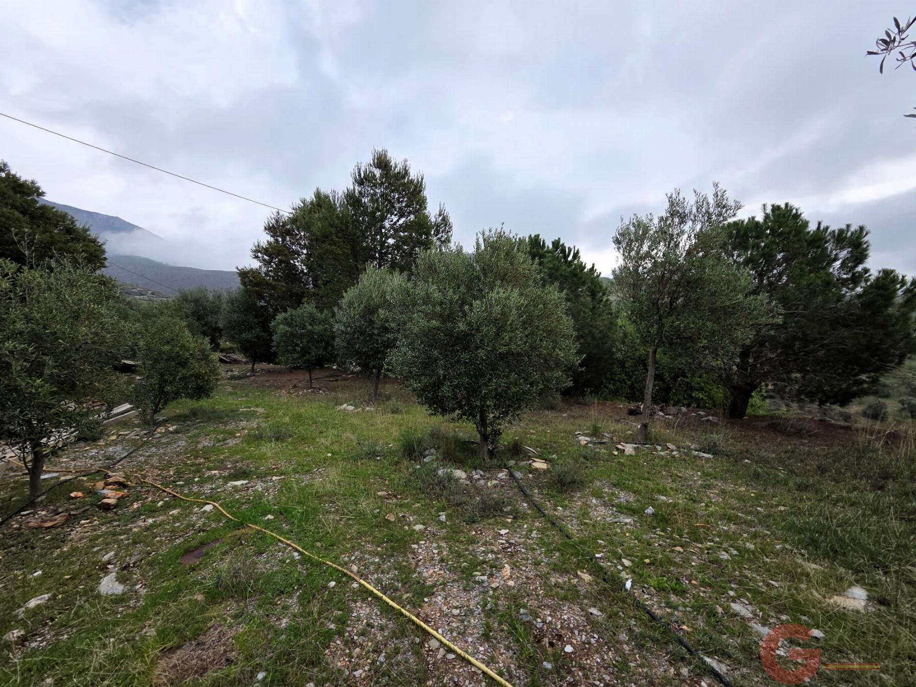 Venta de finca rústica en Vélez de Benaudalla