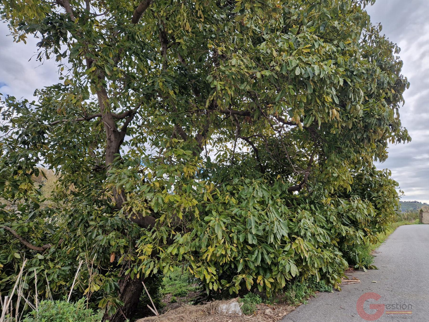 Venta de finca rústica en Salobreña