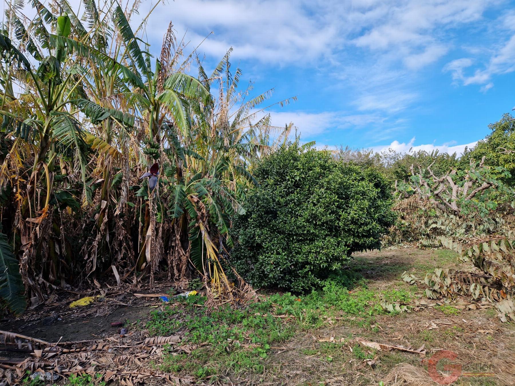 Venta de finca rústica en Salobreña