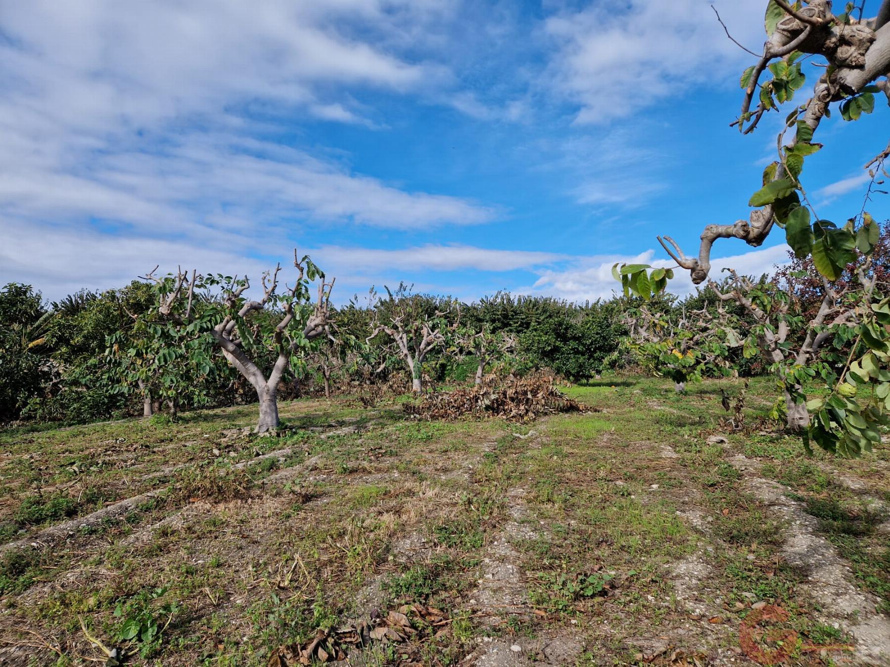 Venta de finca rústica en Salobreña