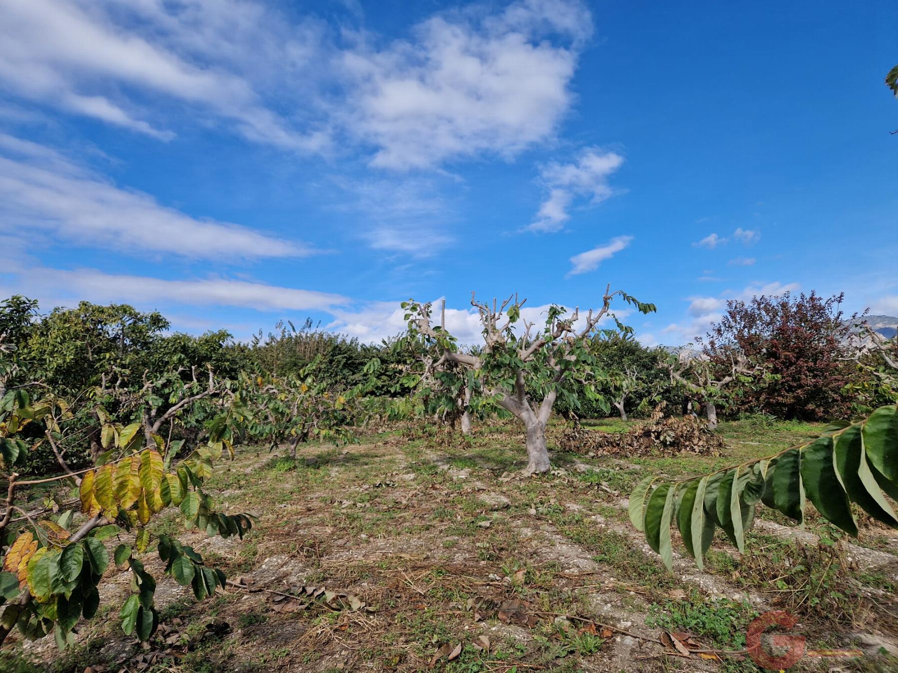Venta de finca rústica en Salobreña