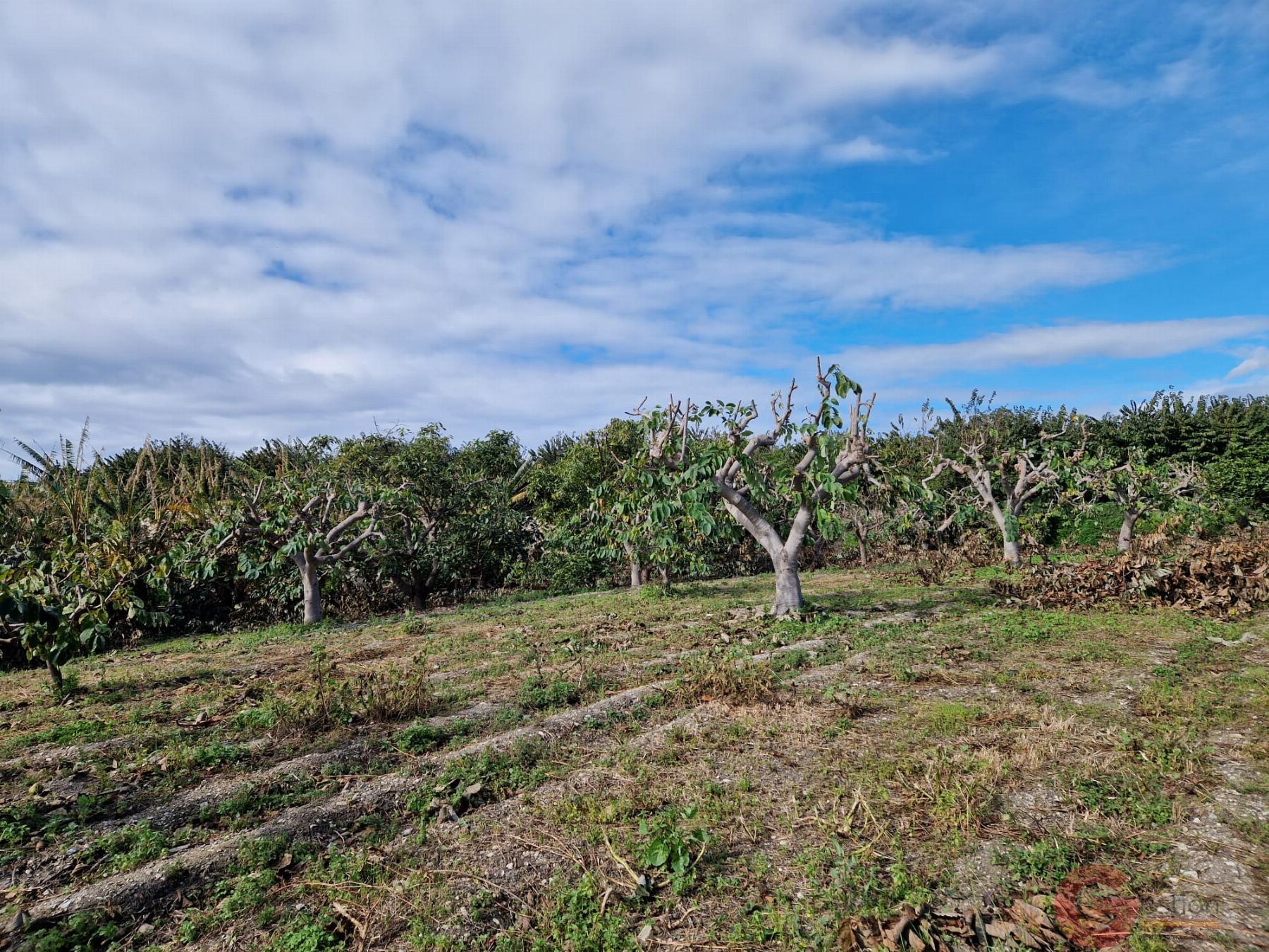 Venta de finca rústica en Salobreña