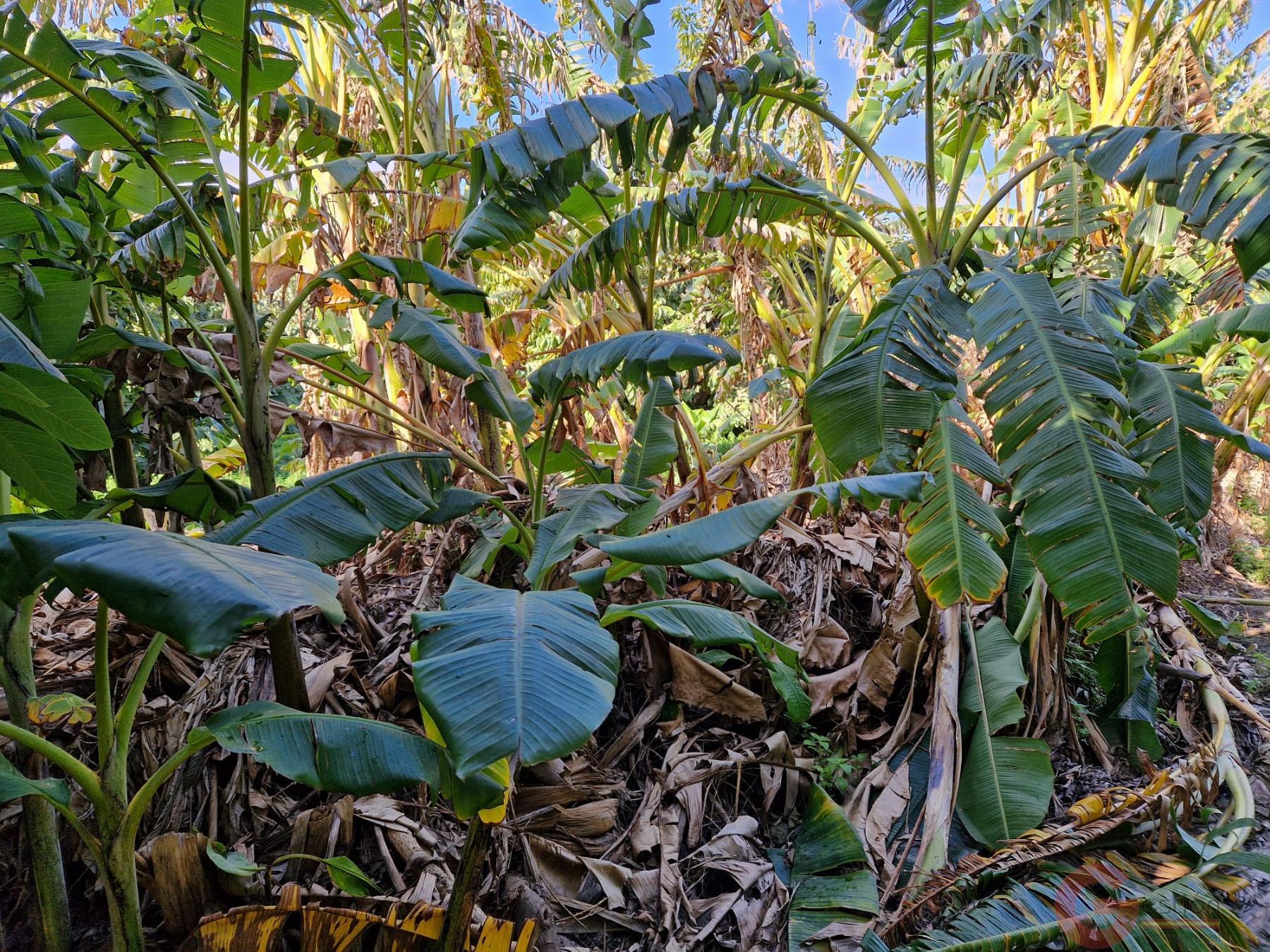 Venta de finca rústica en Salobreña