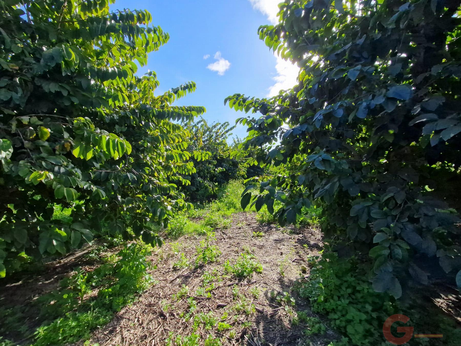Venta de finca rústica en Salobreña