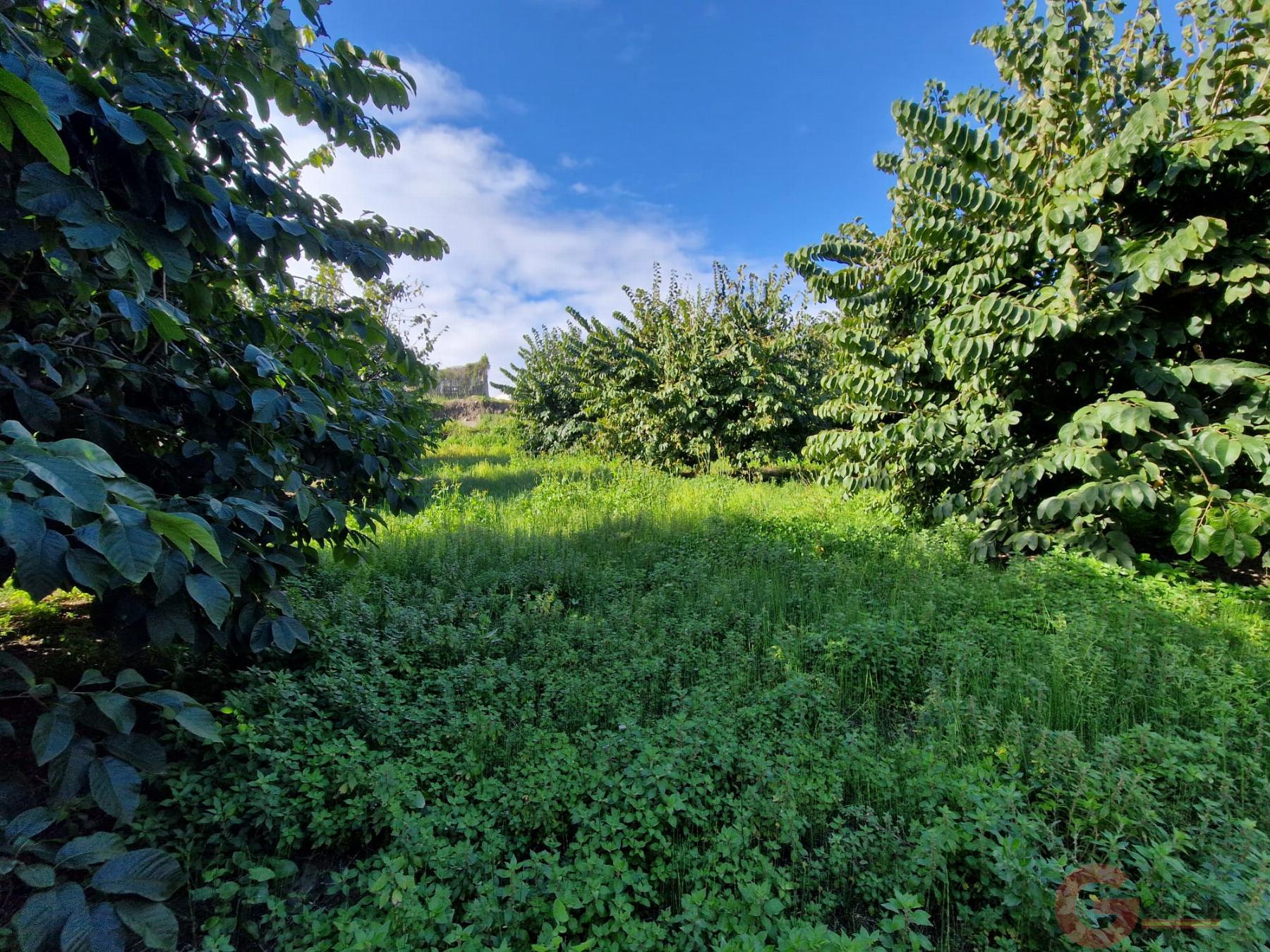 Venta de finca rústica en Salobreña