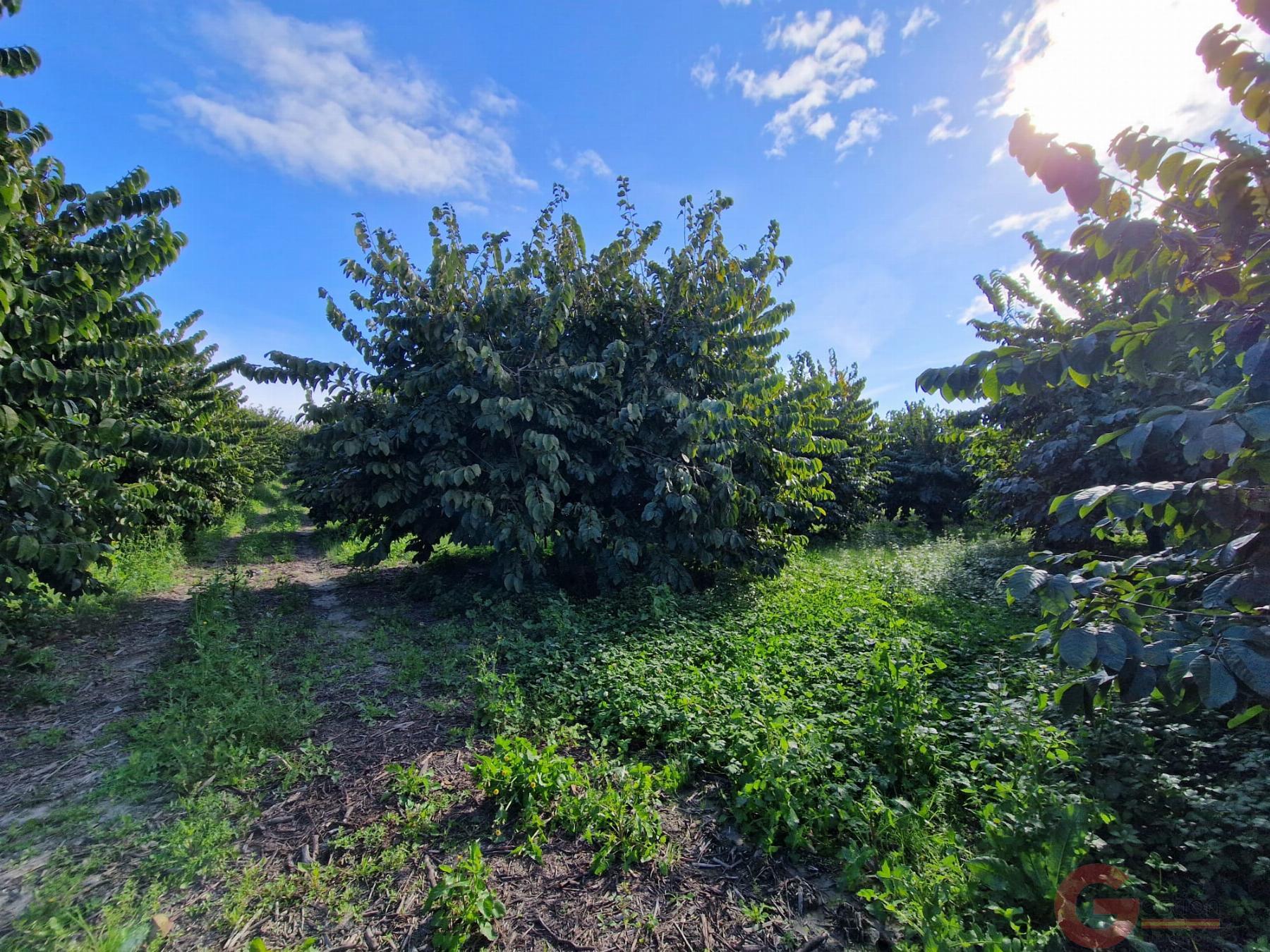 Venta de finca rústica en Salobreña