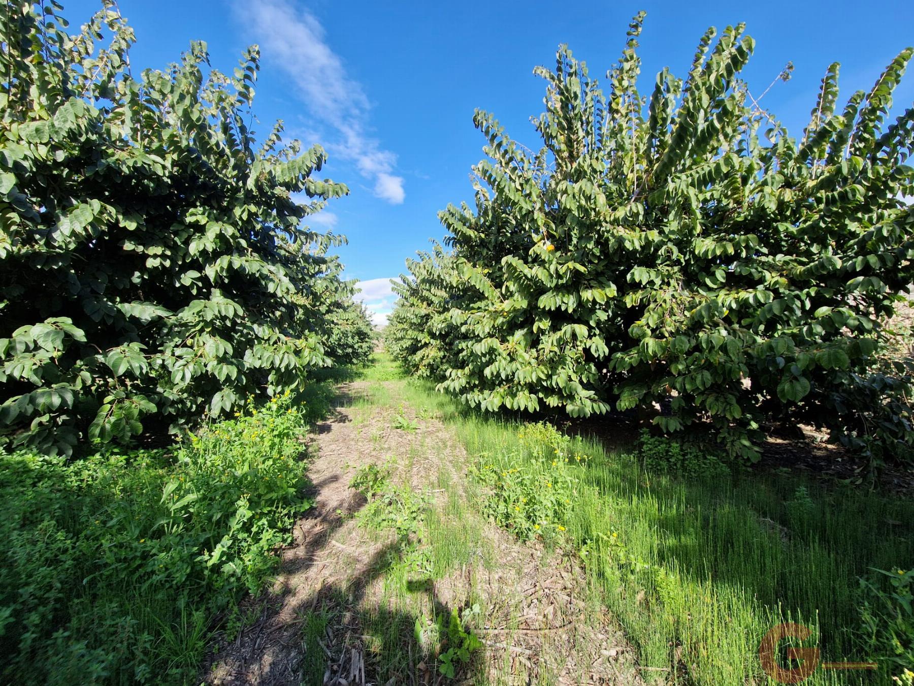 Venta de finca rústica en Salobreña
