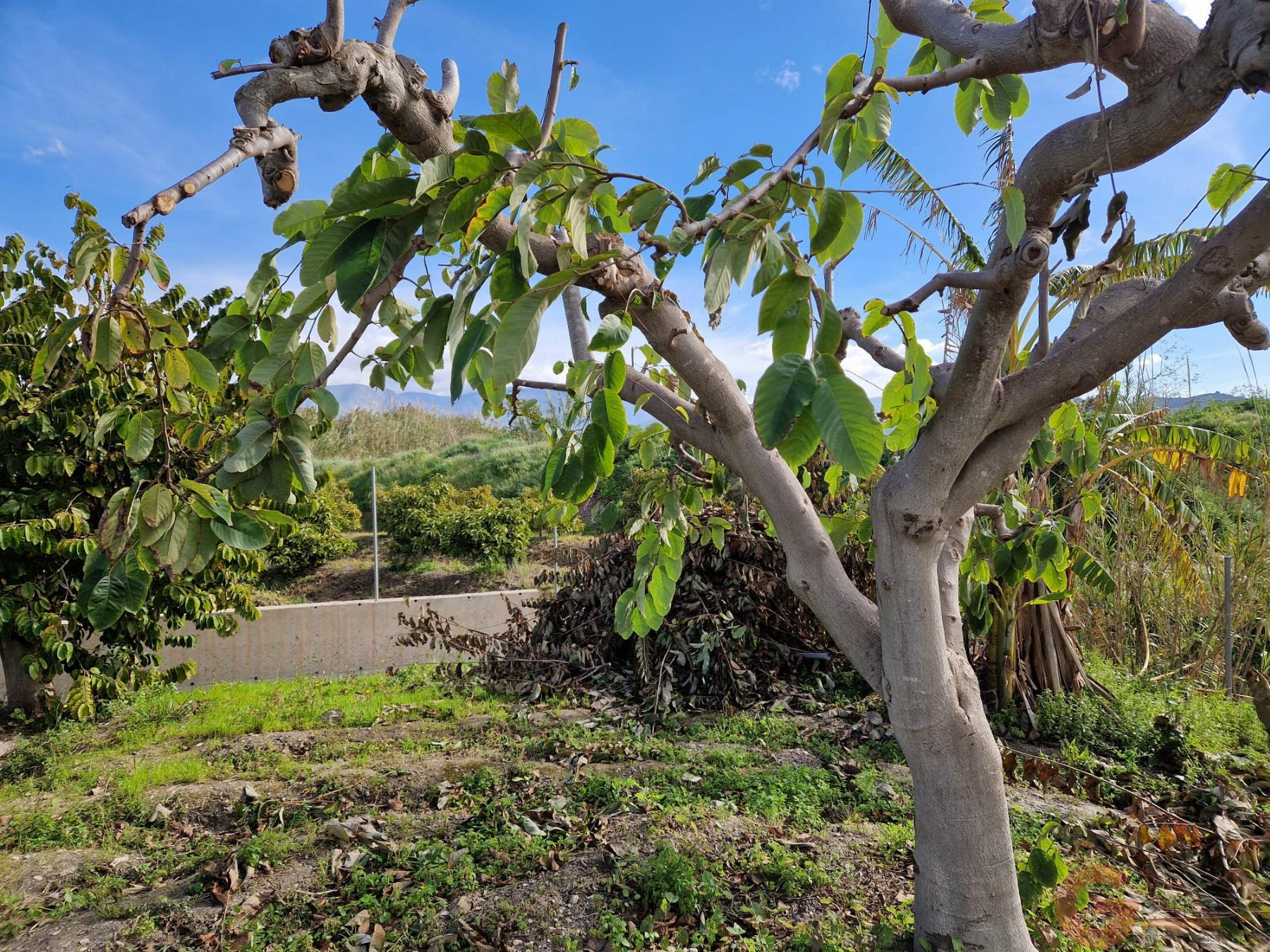 Venta de finca rústica en Salobreña
