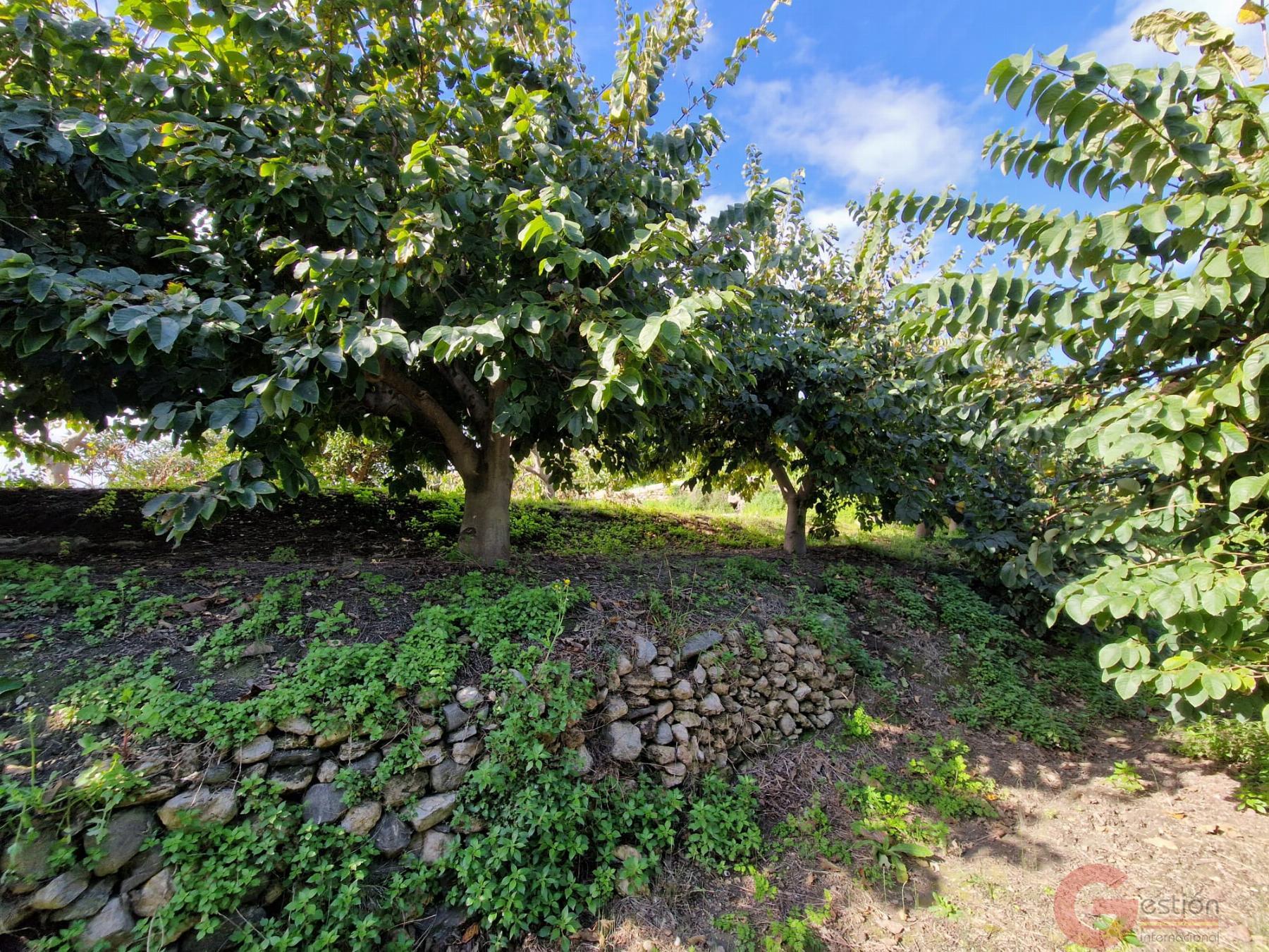 Venta de finca rústica en Salobreña