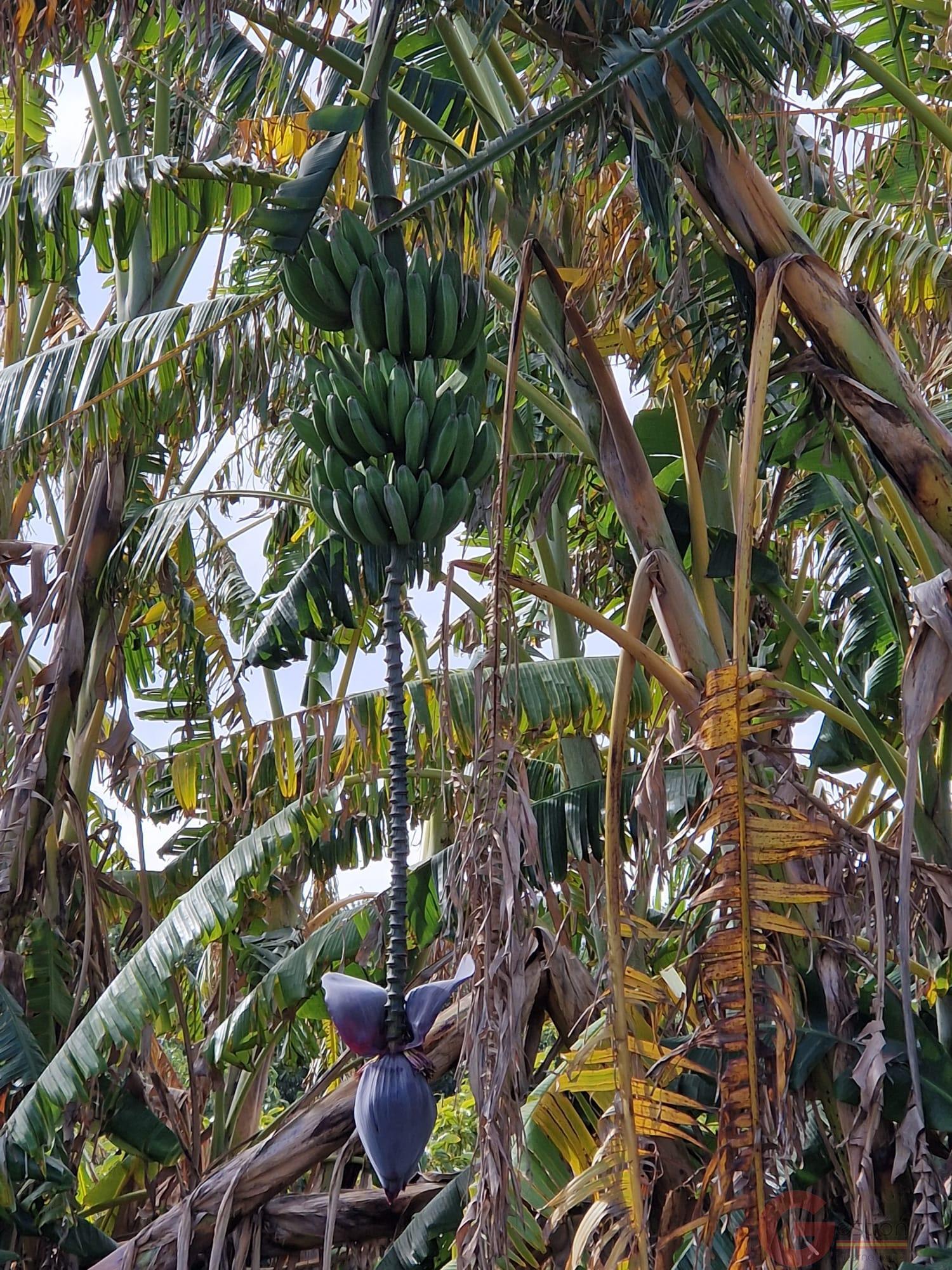 Venta de finca rústica en Salobreña