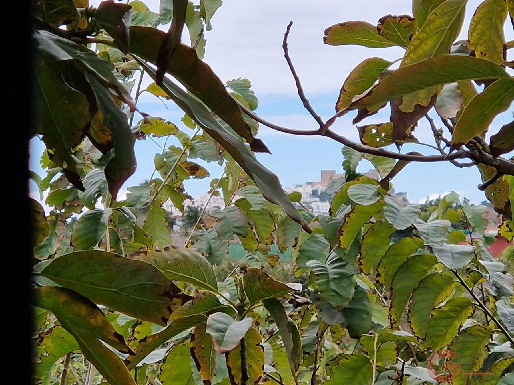 Venta de finca rústica en Salobreña