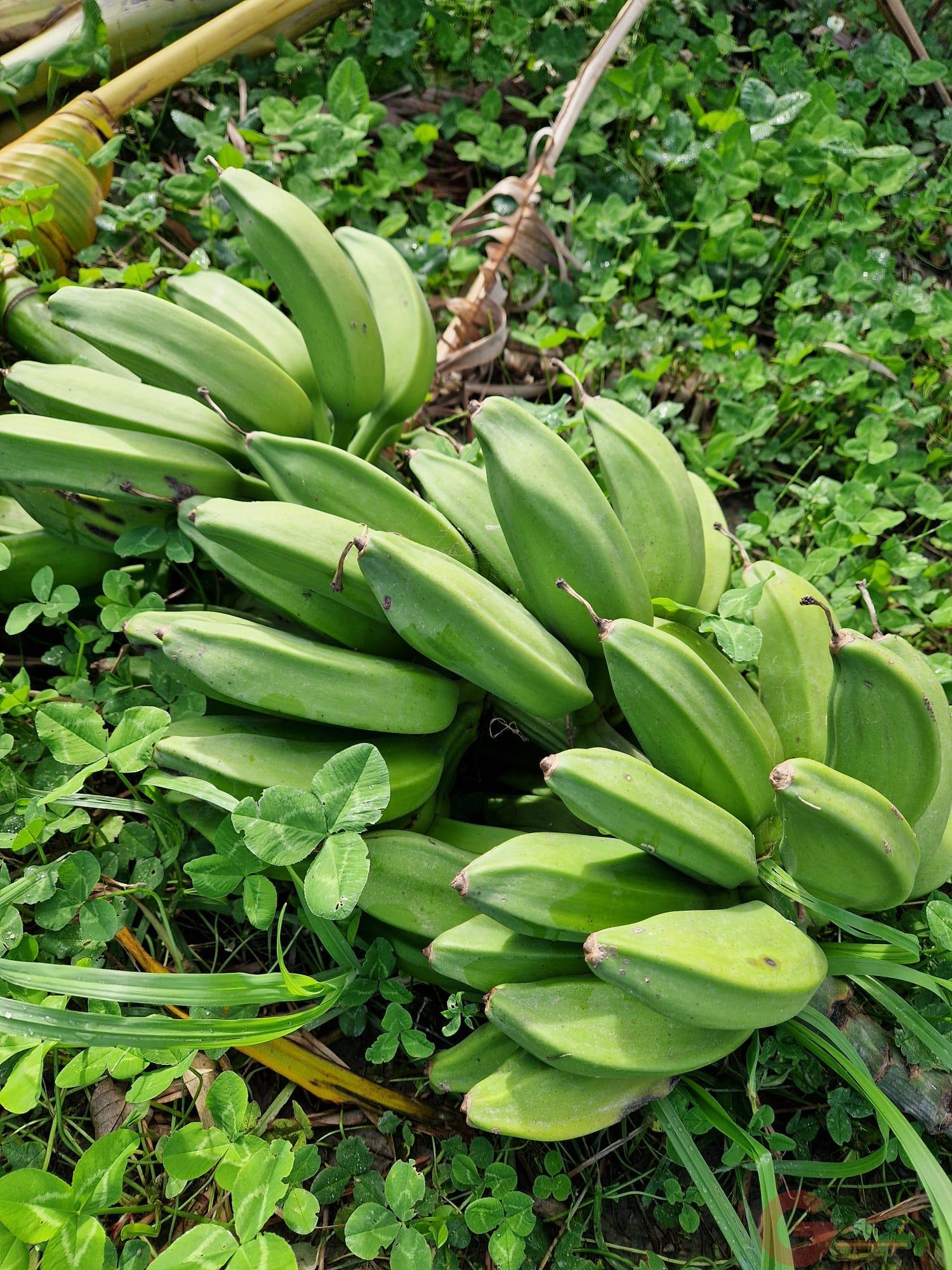 Venta de finca rústica en Salobreña