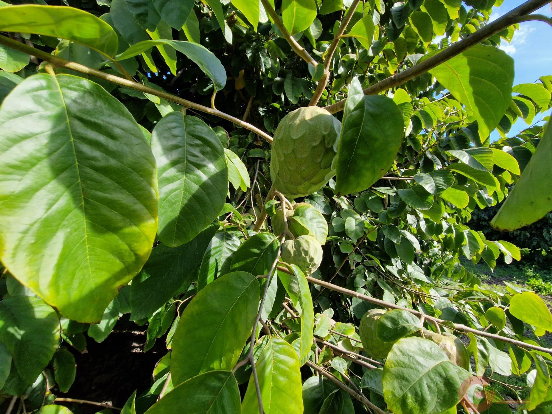 Venta de finca rústica en Salobreña