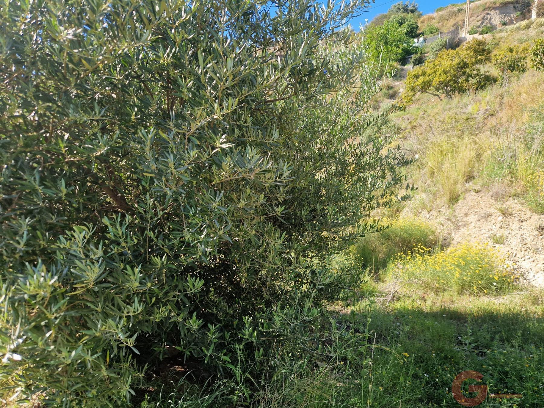 Venta de terreno en Salobreña