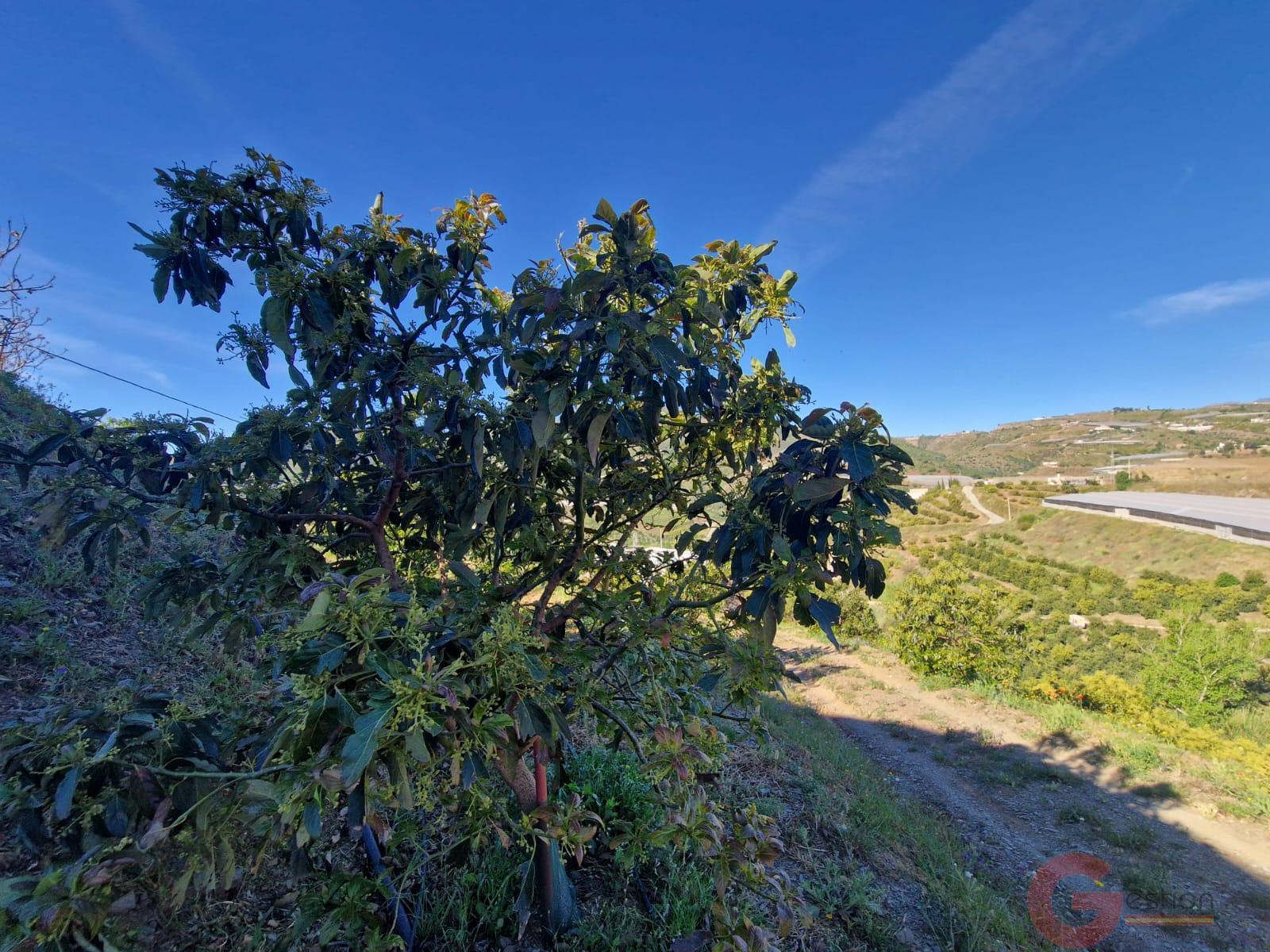 Venta de terreno en Itrabo