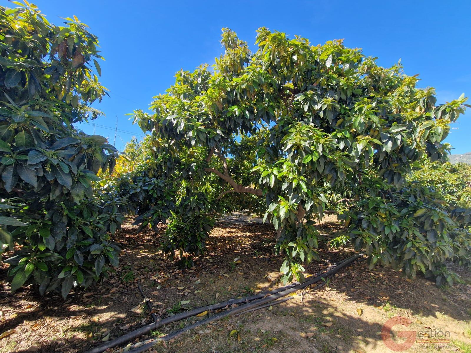Venta de finca rústica en Molvízar