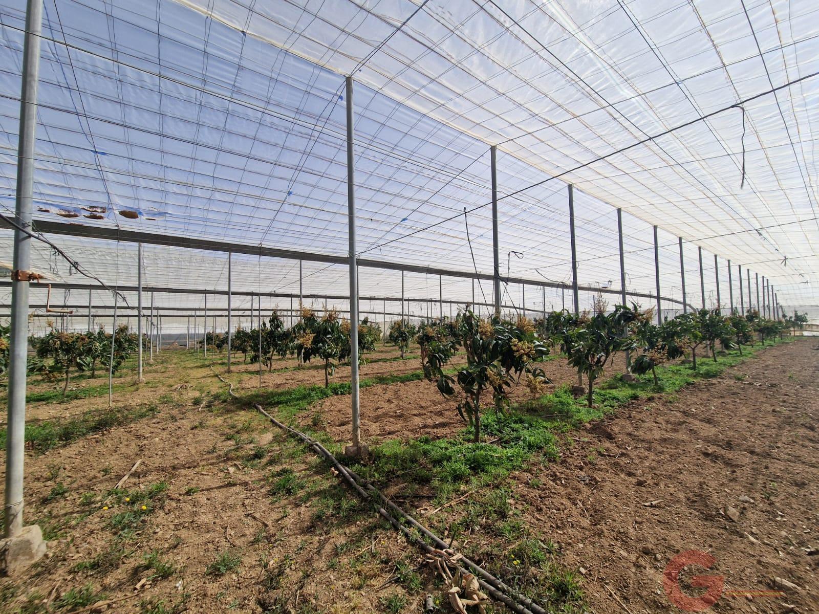 Venta de finca rústica en Molvízar