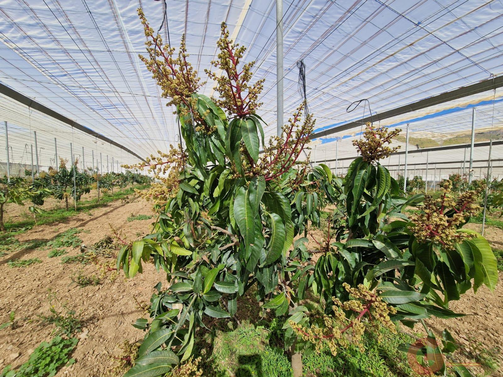 Venta de finca rústica en Molvízar