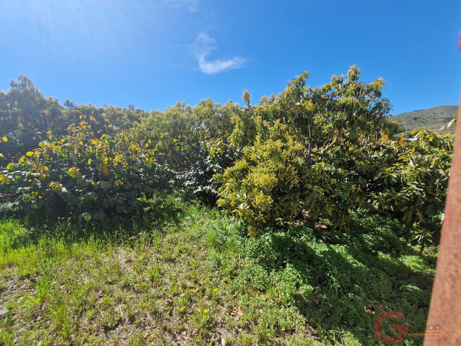 Venta de finca rústica en Molvízar