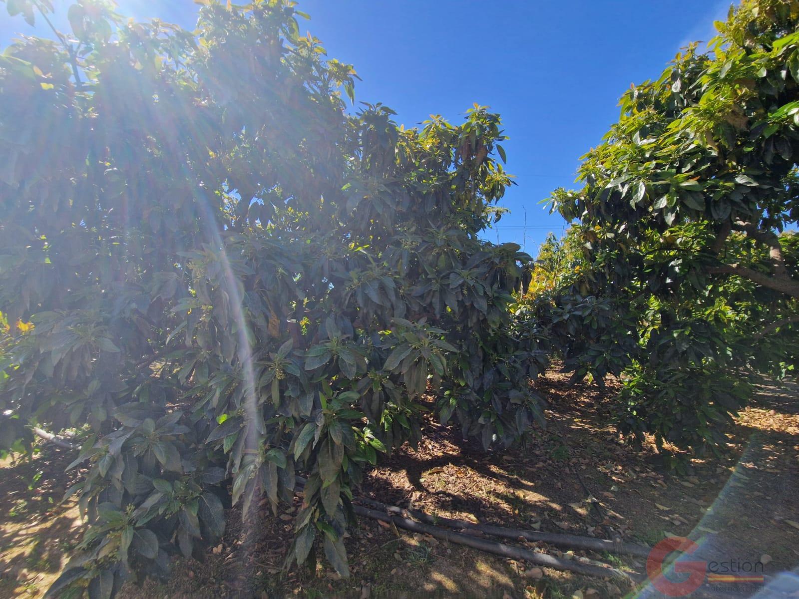 Venta de finca rústica en Molvízar