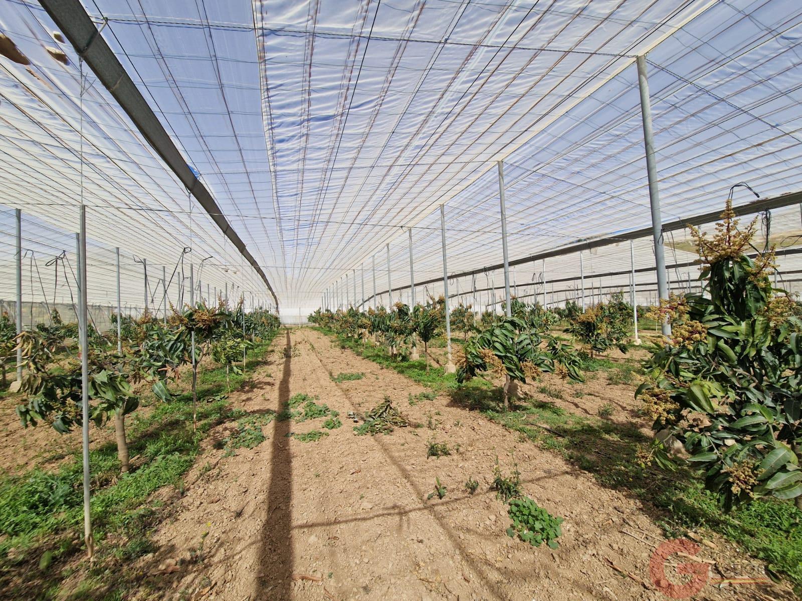 Venta de finca rústica en Molvízar