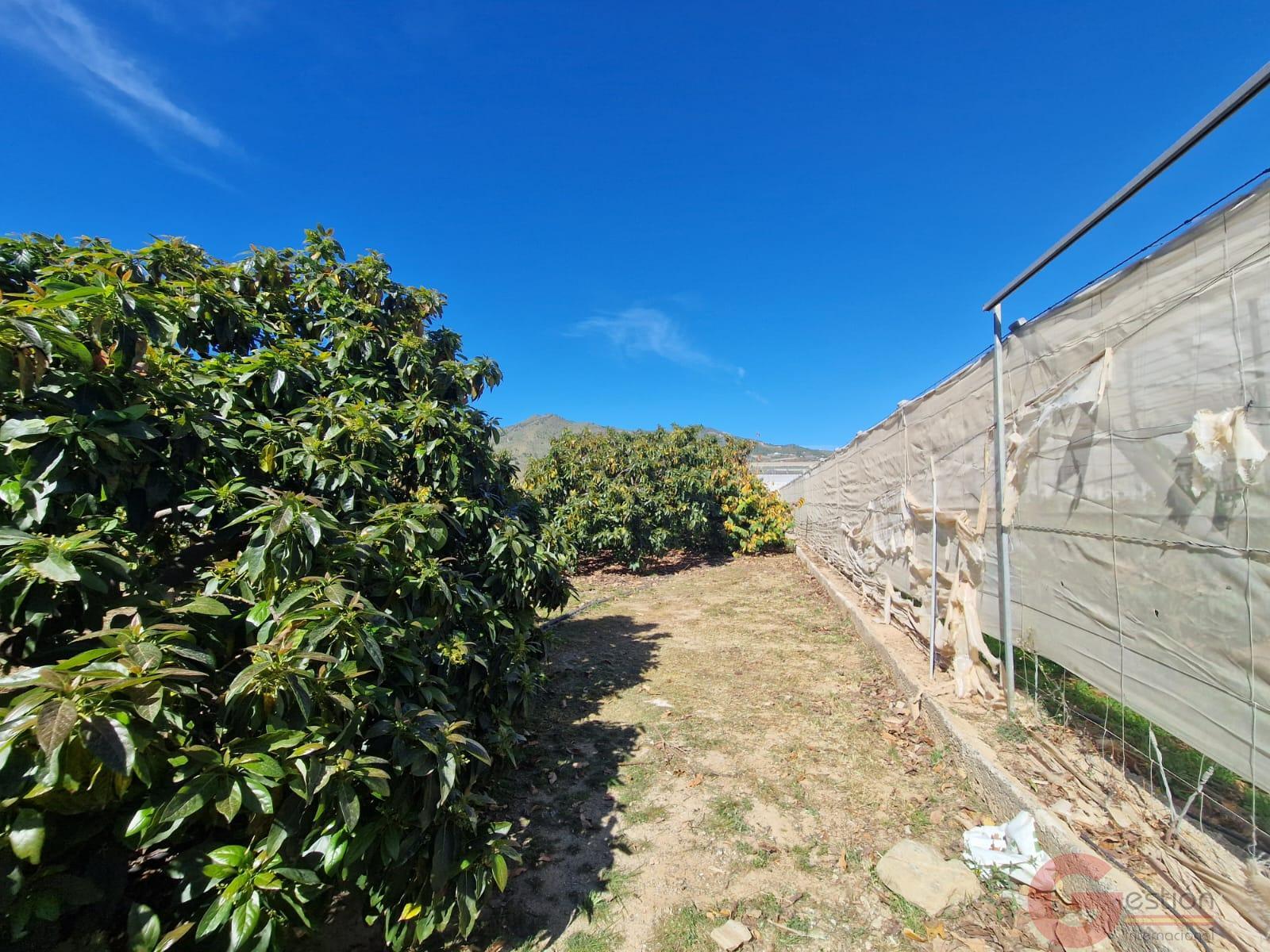 Venta de finca rústica en Molvízar