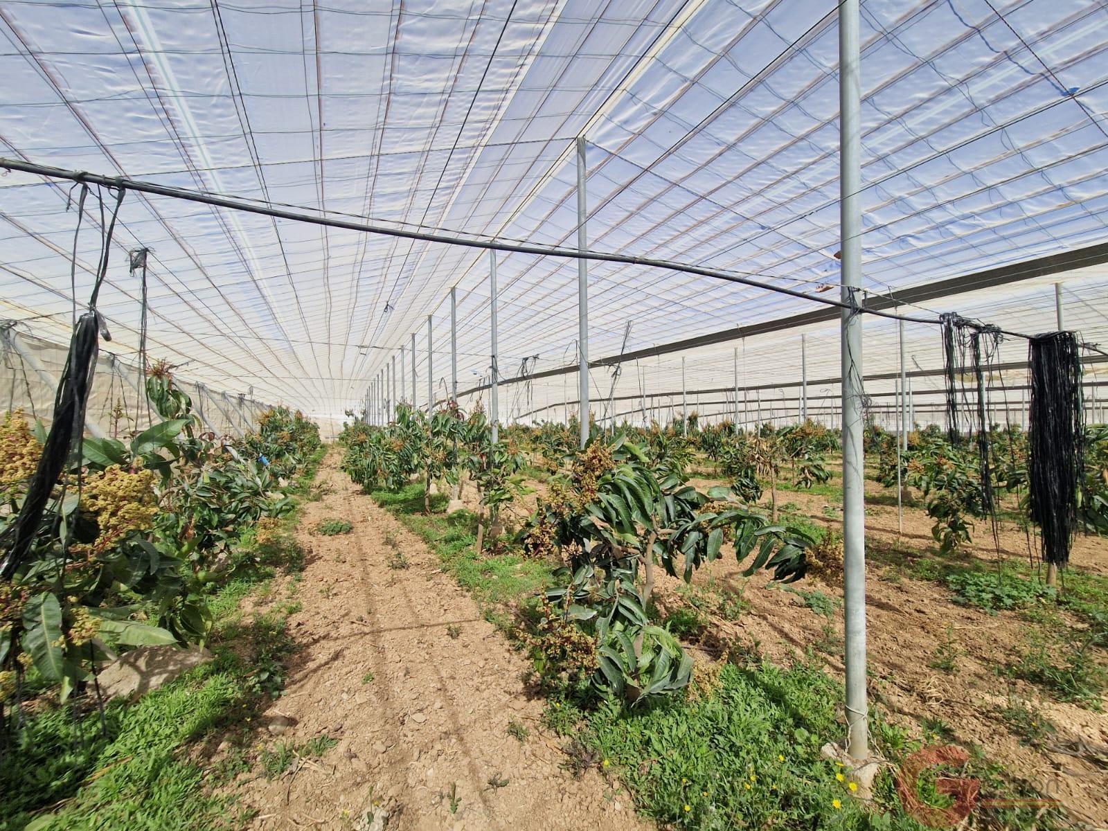 Venta de finca rústica en Molvízar