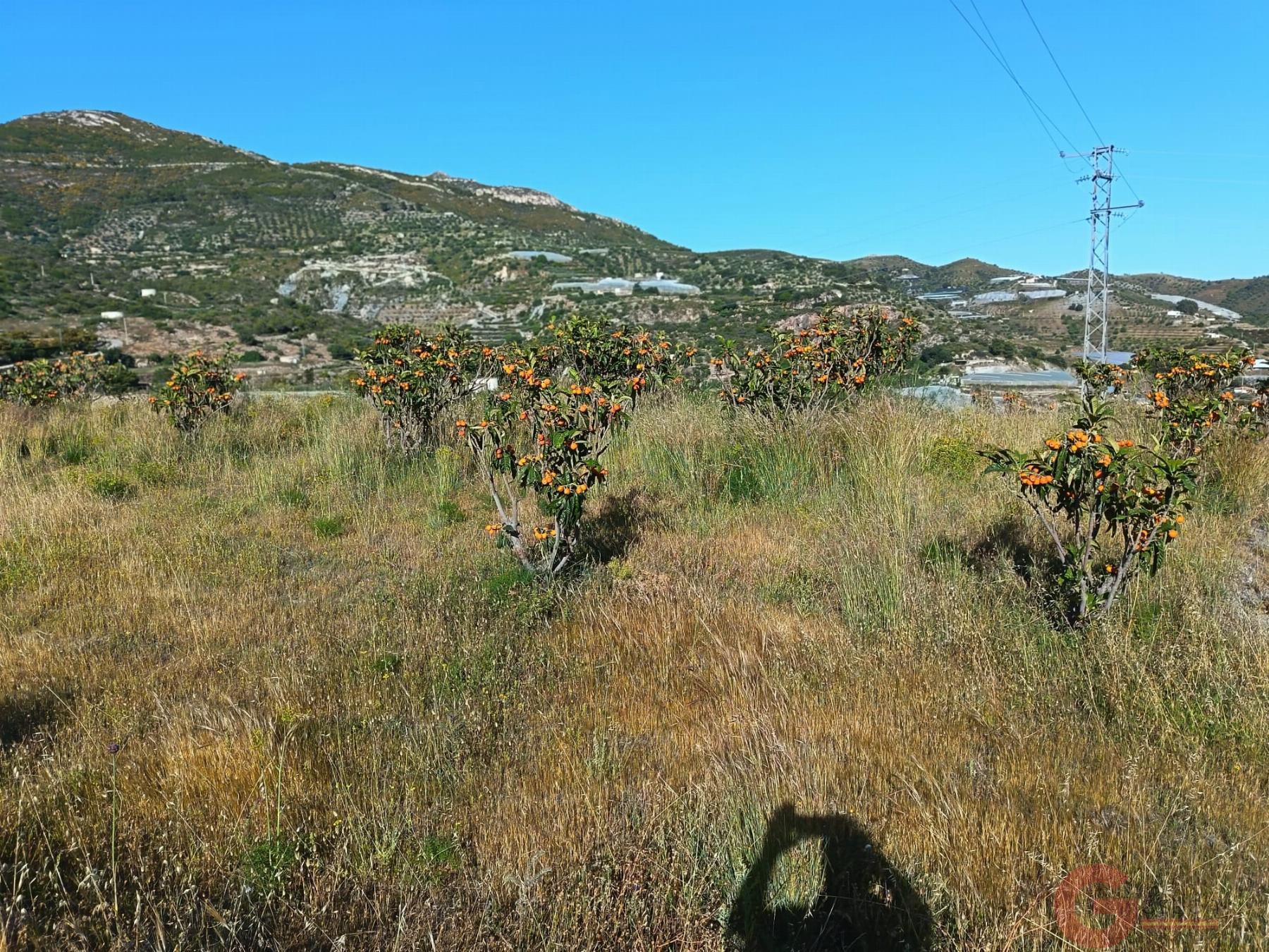Venta de finca rústica en Itrabo