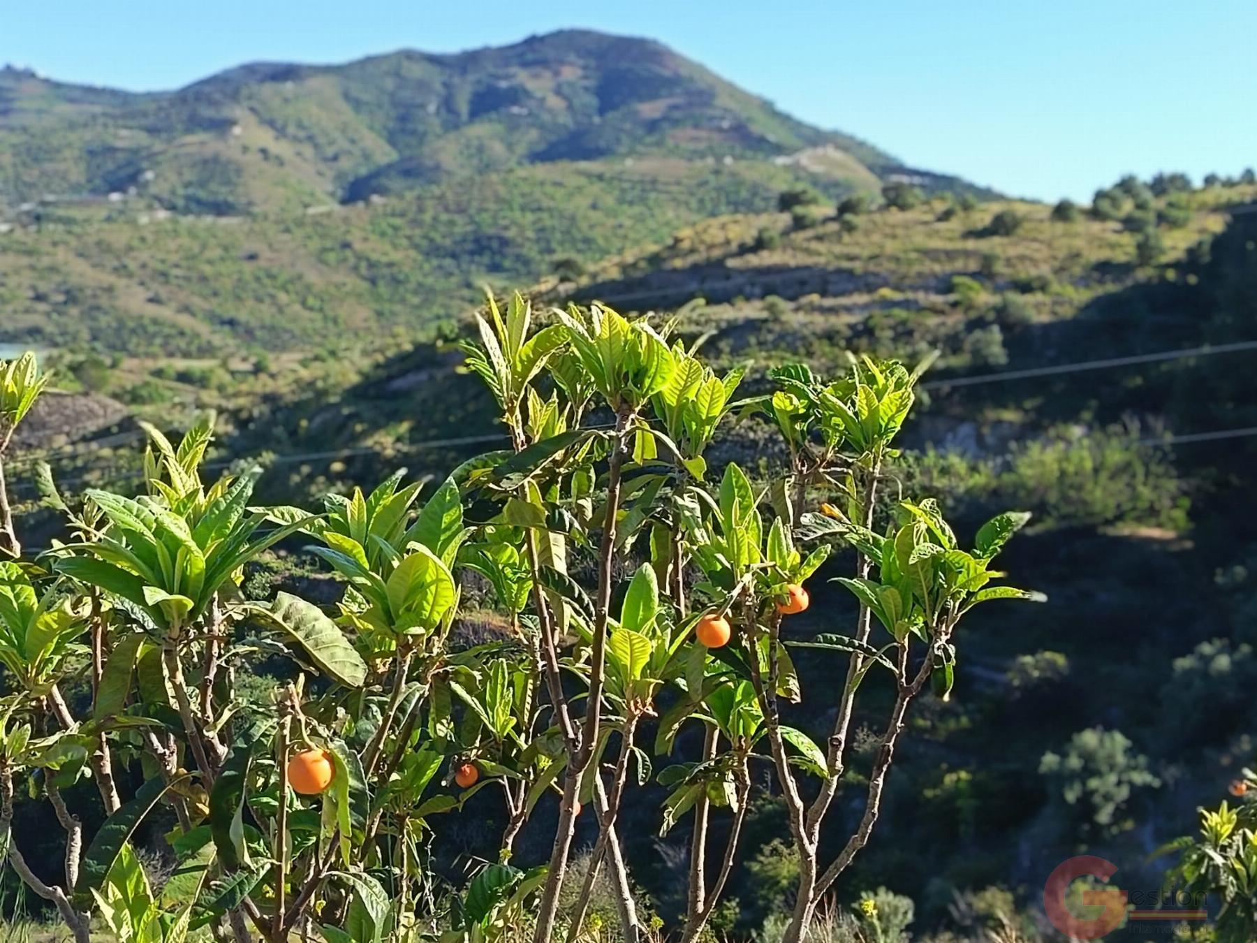 Venta de finca rústica en Itrabo